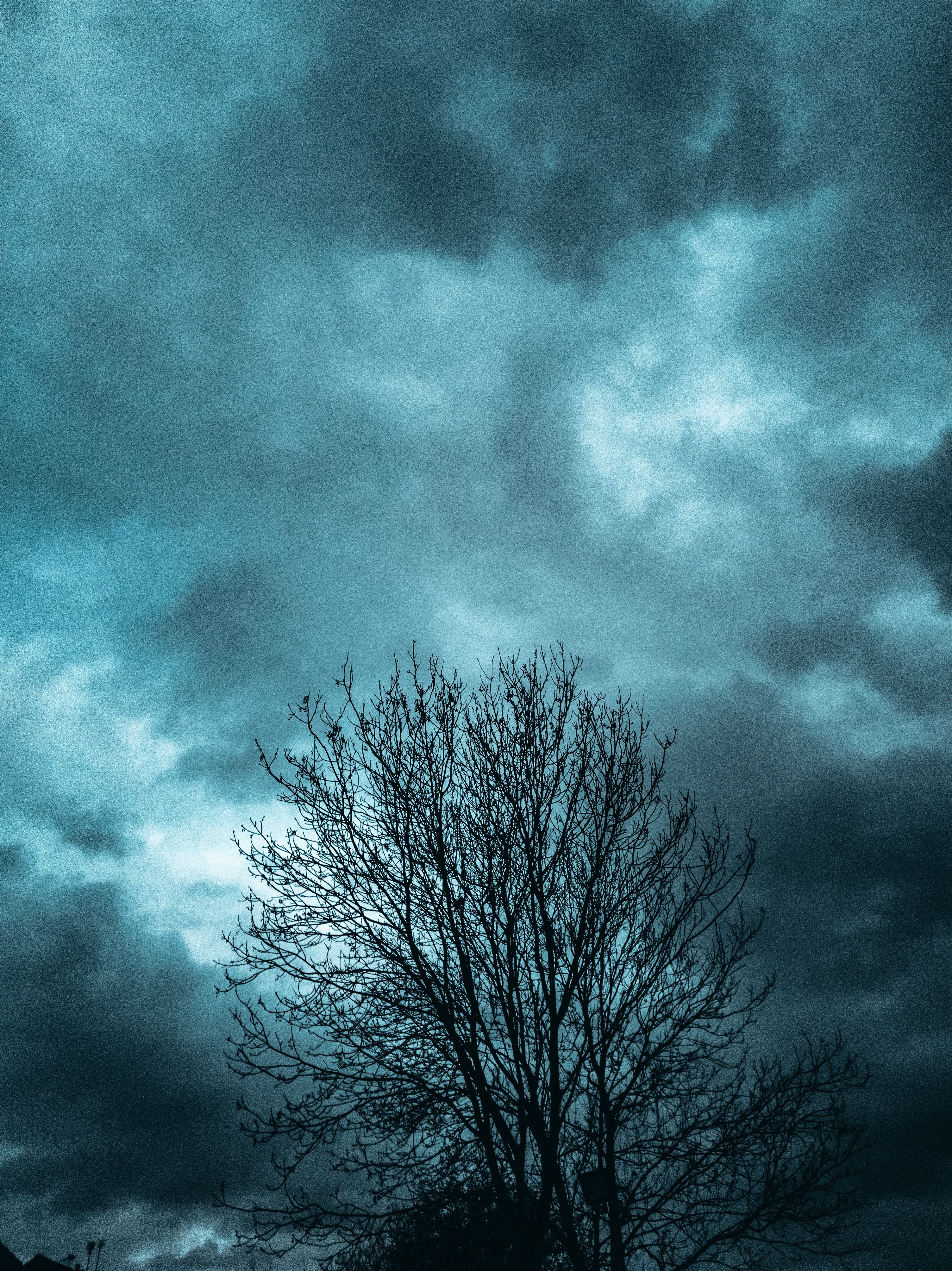 Free download wallpaper Nature, Sky, Wood, Tree, Branches, Evening, Clouds on your PC desktop