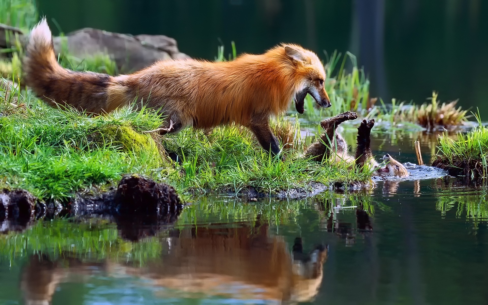 Download mobile wallpaper Water, Grass, Fox, Reflection, Animal for free.
