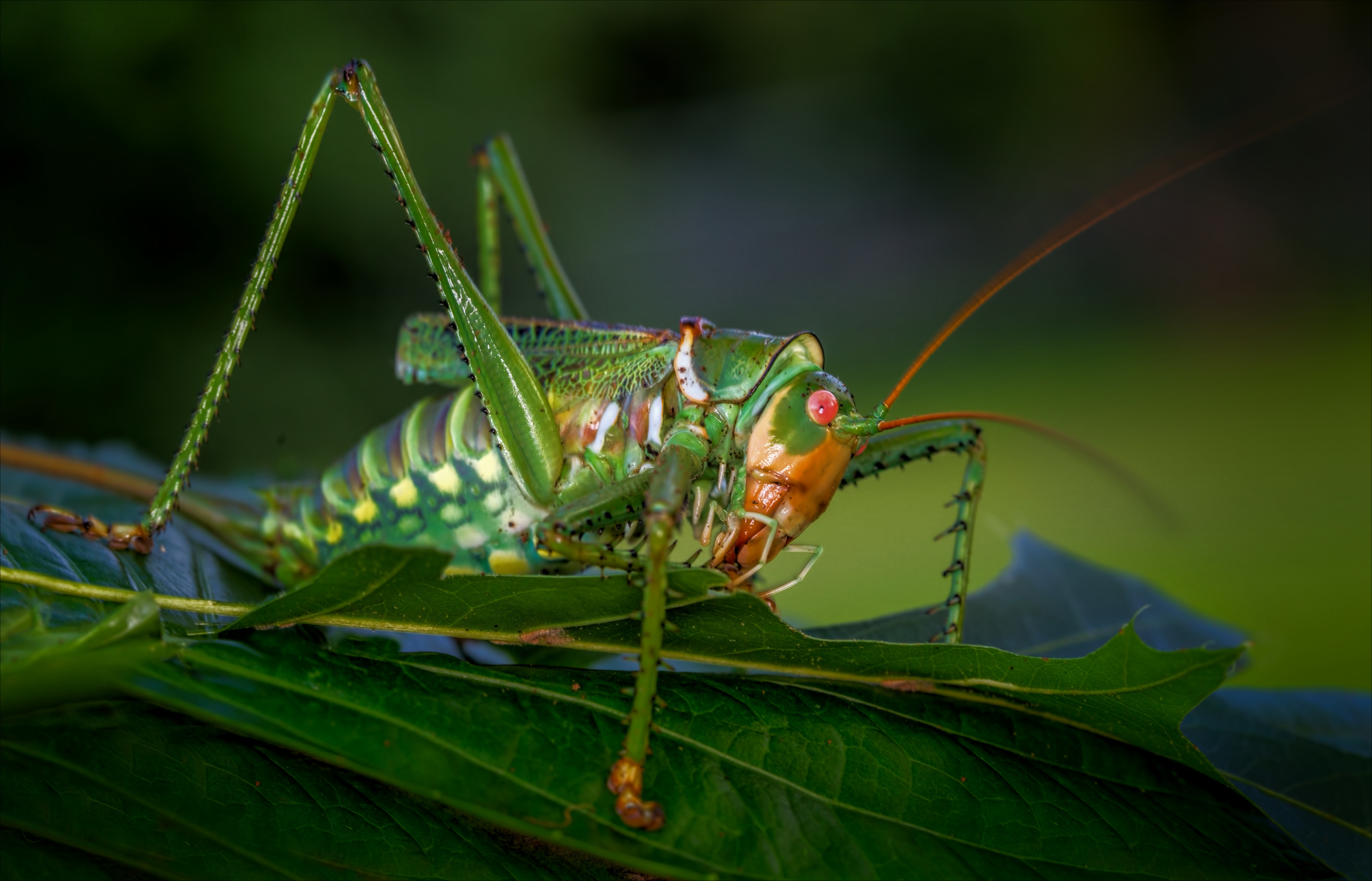 Free download wallpaper Macro, Leaf, Insect, Animal, Grasshopper on your PC desktop