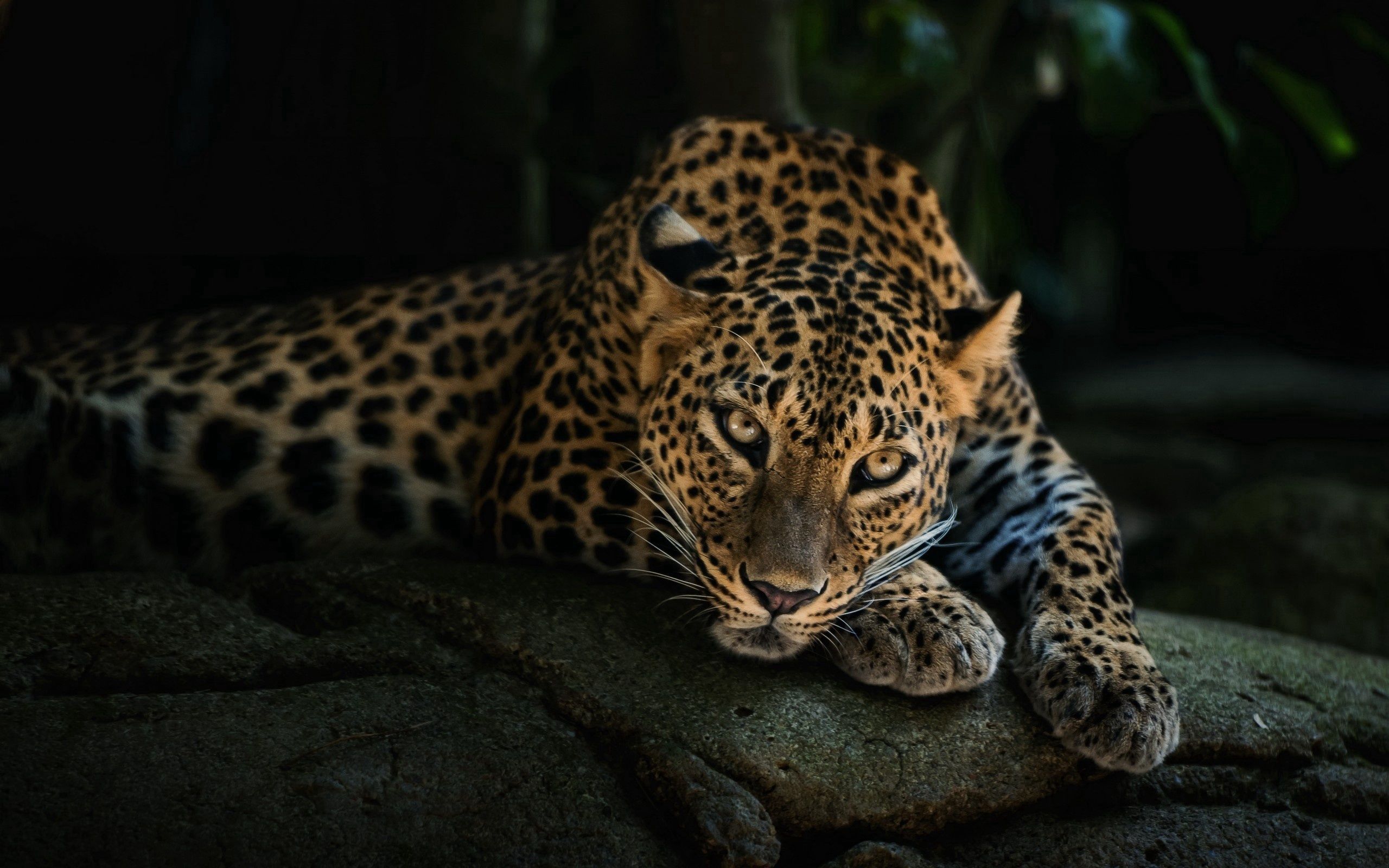 74677 Bild herunterladen sicht, raubtier, tiere, leopard, predator, entspannung, ruhepause, stein, meinung, ein stein - Hintergrundbilder und Bildschirmschoner kostenlos