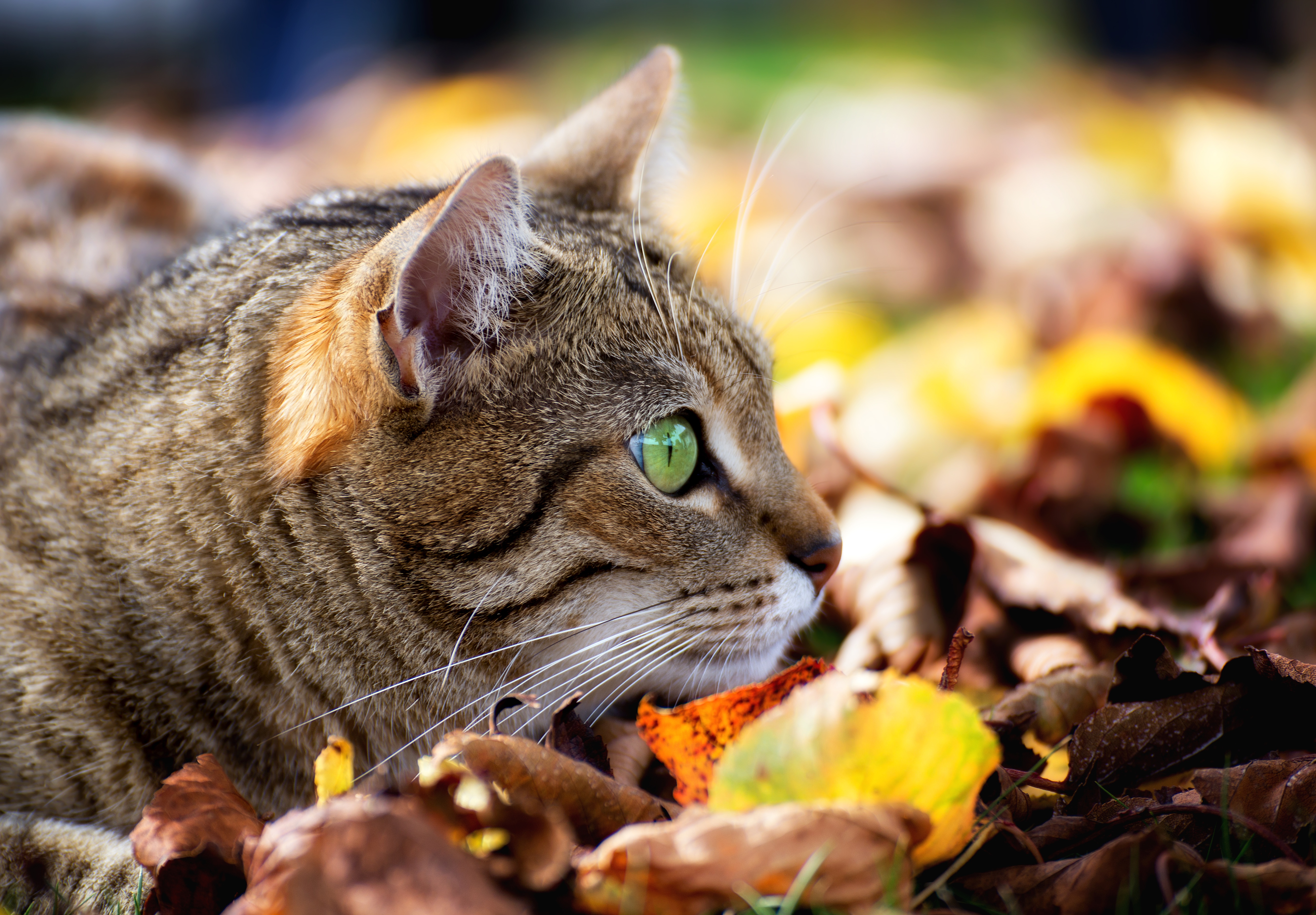 無料モバイル壁紙動物, 秋, 葉, ネコ, 猫, 閉じる, 見詰めるをダウンロードします。