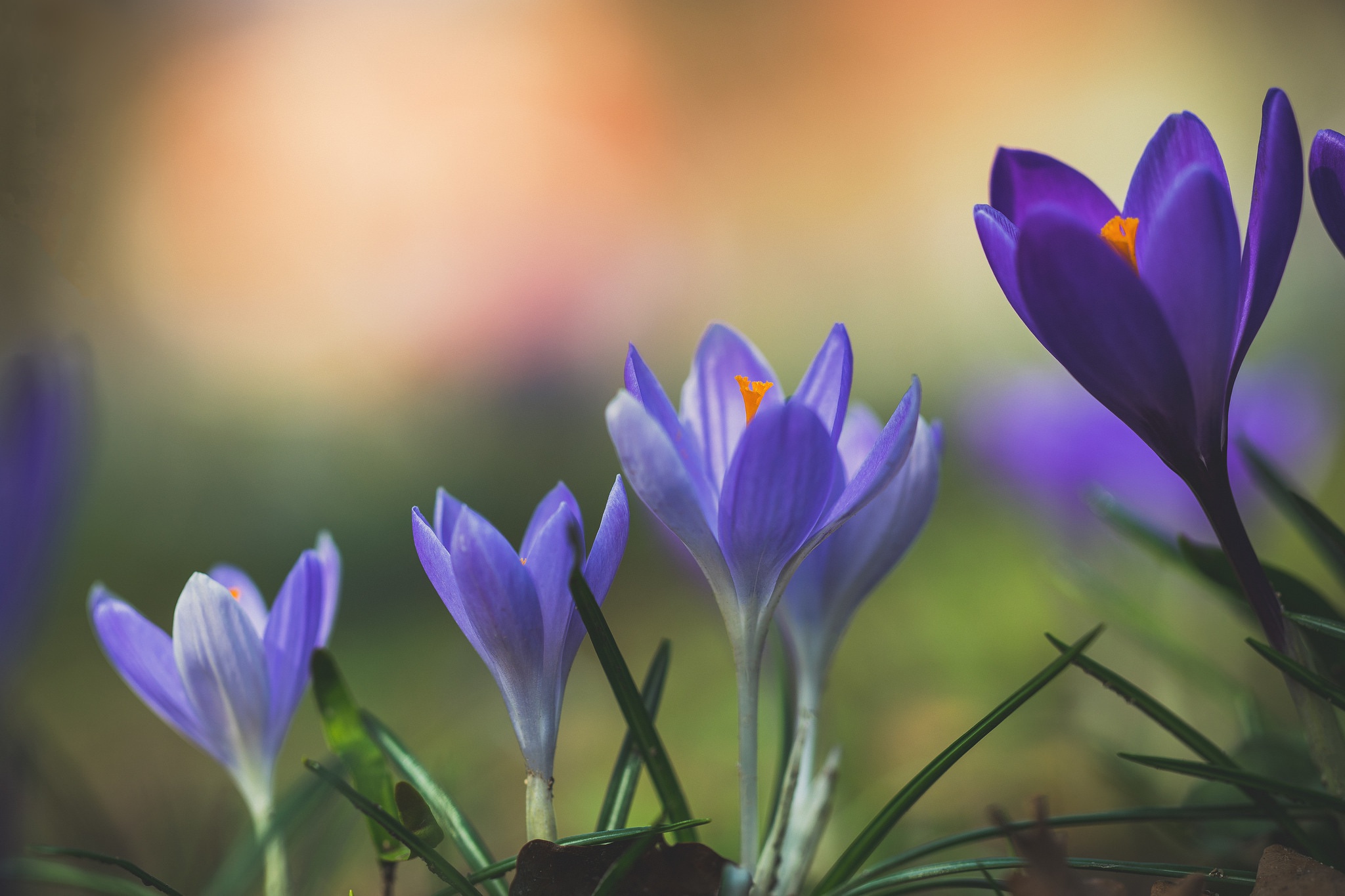 PCデスクトップに自然, フラワーズ, 花, 地球, ぼかし, クロッカス, 紫色の花画像を無料でダウンロード