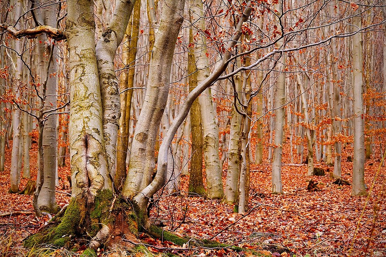 Descarga gratis la imagen Bosque, Tierra/naturaleza en el escritorio de tu PC