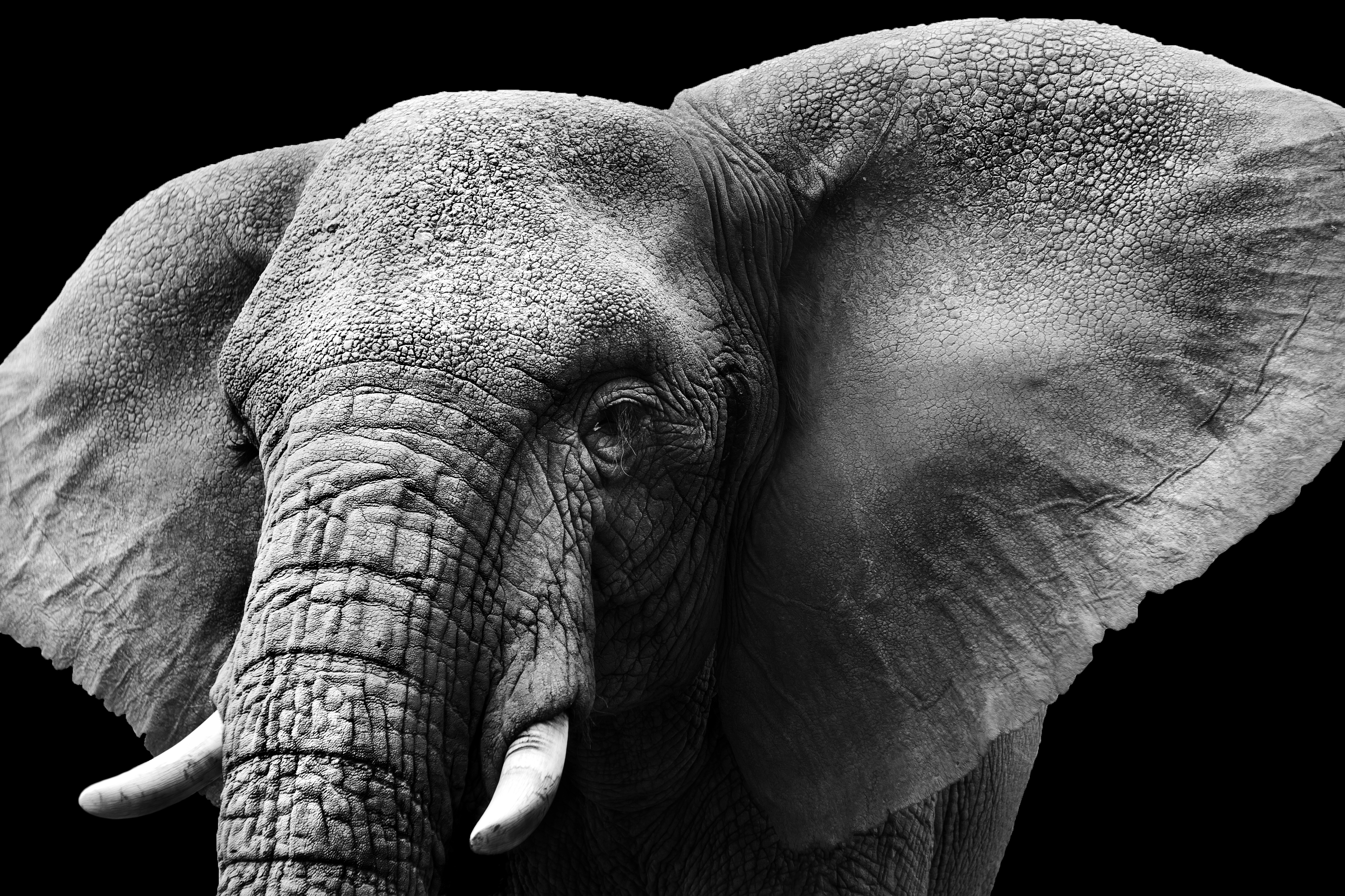 Download mobile wallpaper Elephants, Close Up, Animal, African Bush Elephant for free.