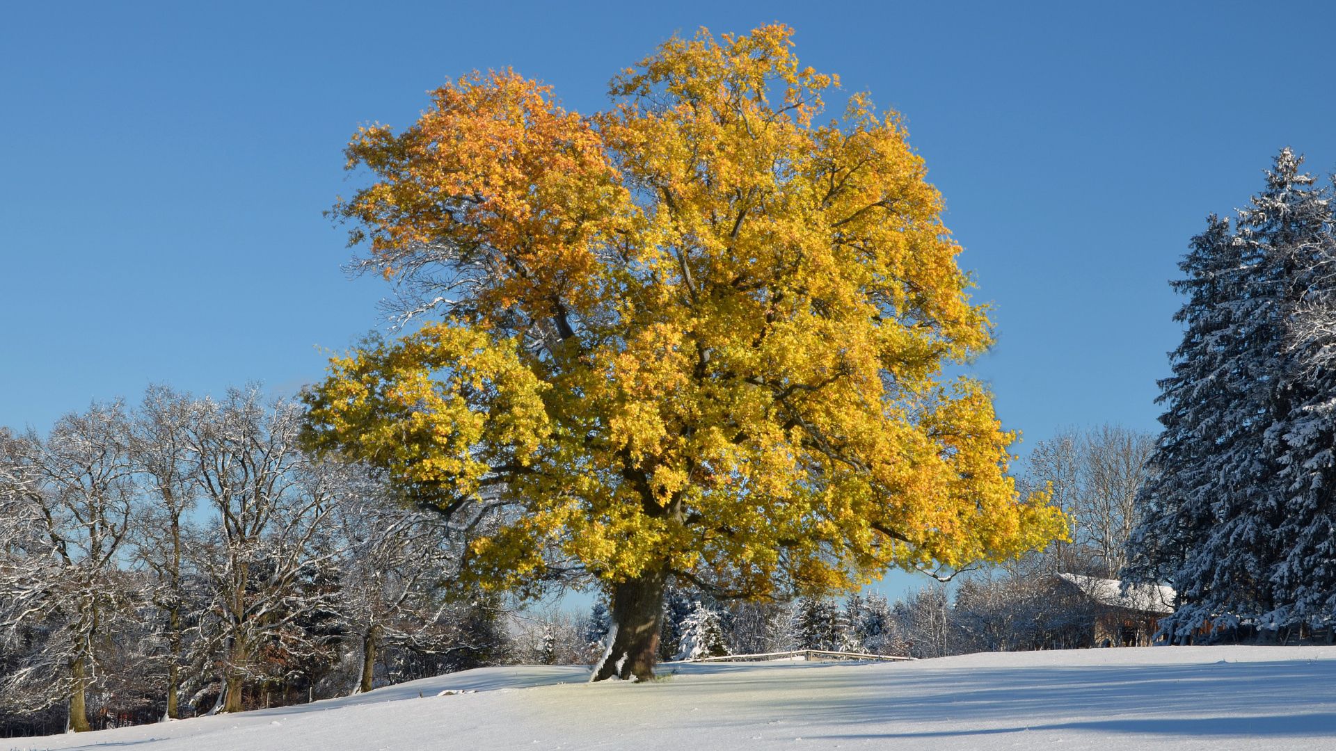 145355 скачать обои природа, зима, листья, снег, желтые, дерево, покров - заставки и картинки бесплатно