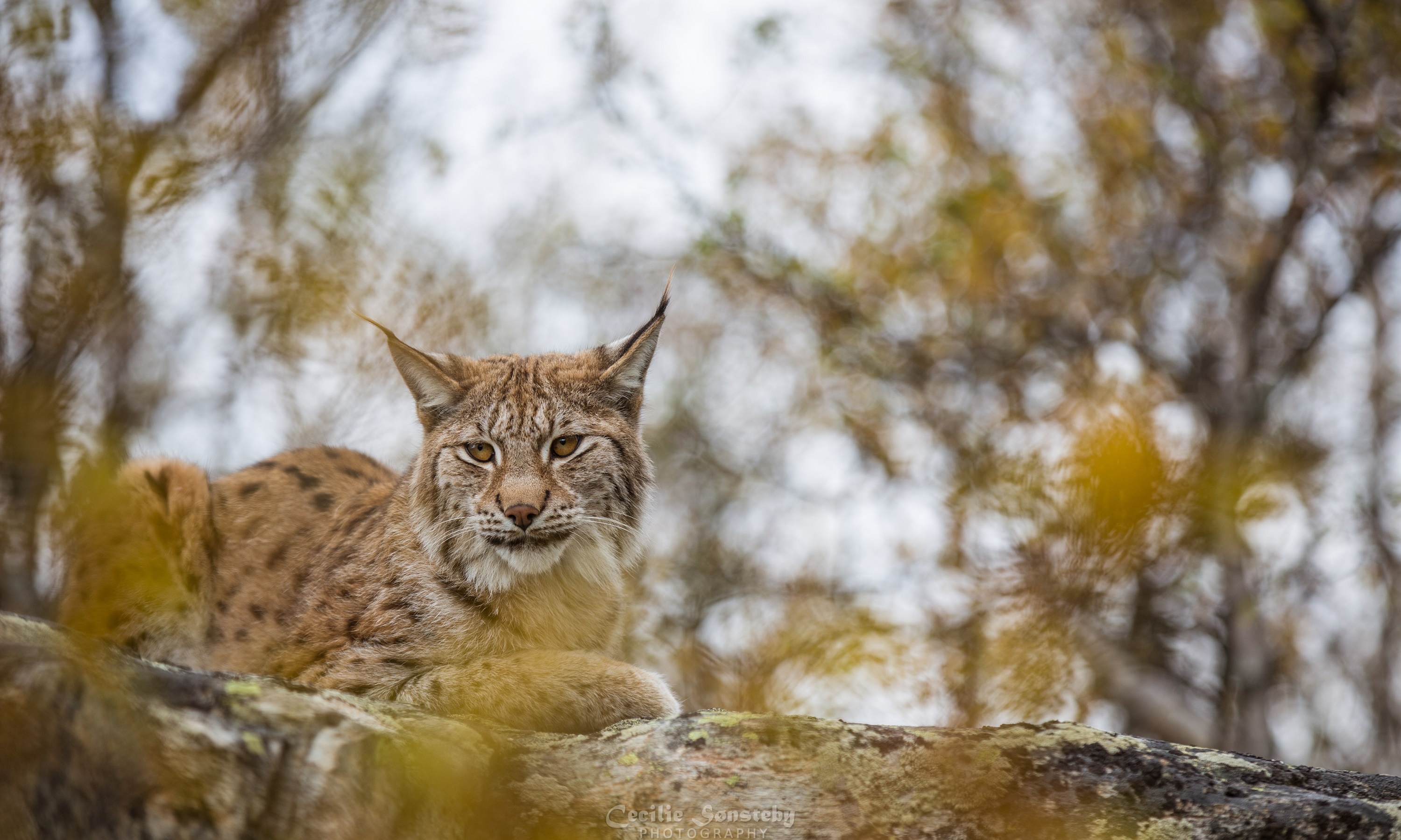 Download mobile wallpaper Cats, Animal, Lynx, Depth Of Field for free.