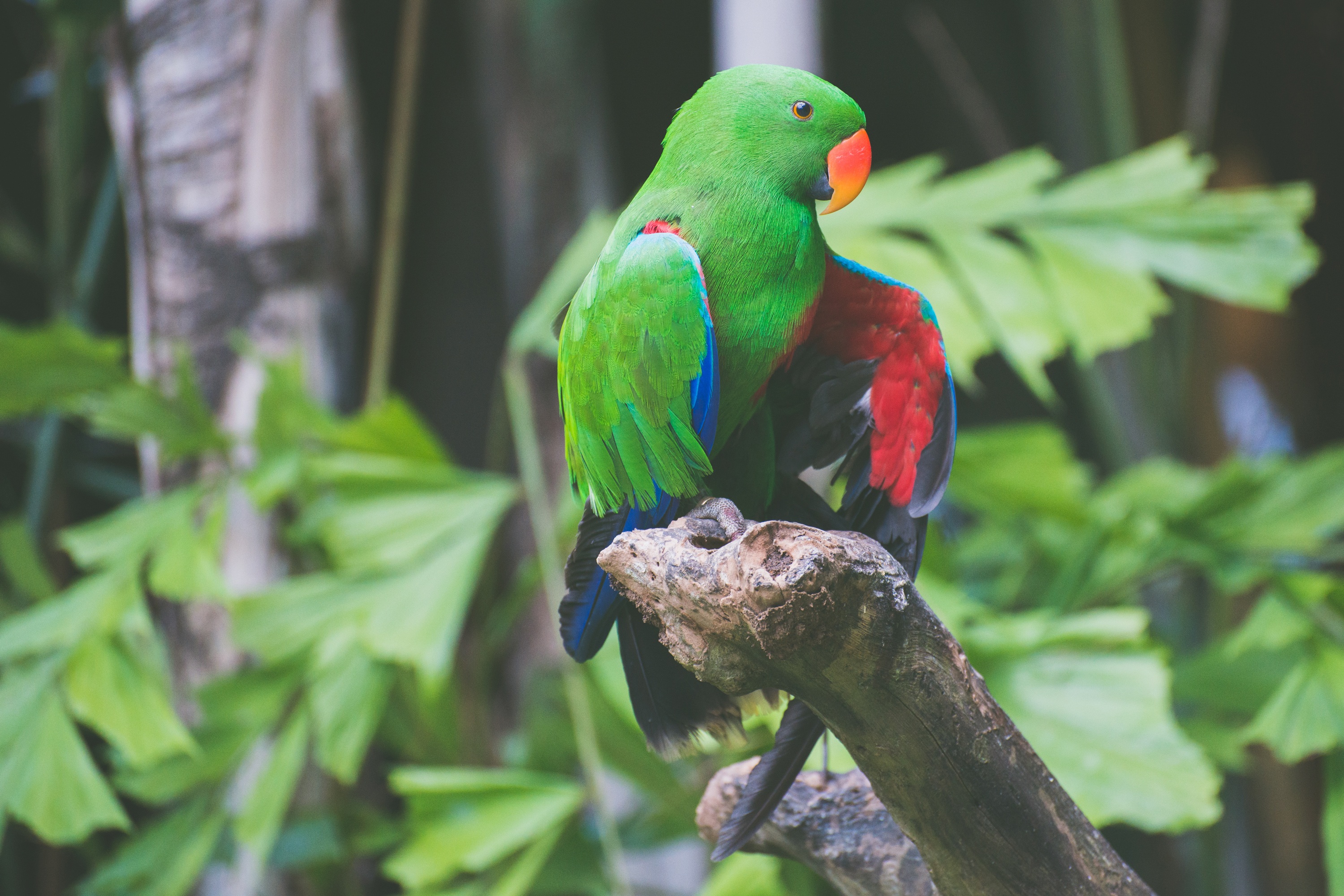 parrots, animals, bird, branch, is sitting, sits lock screen backgrounds