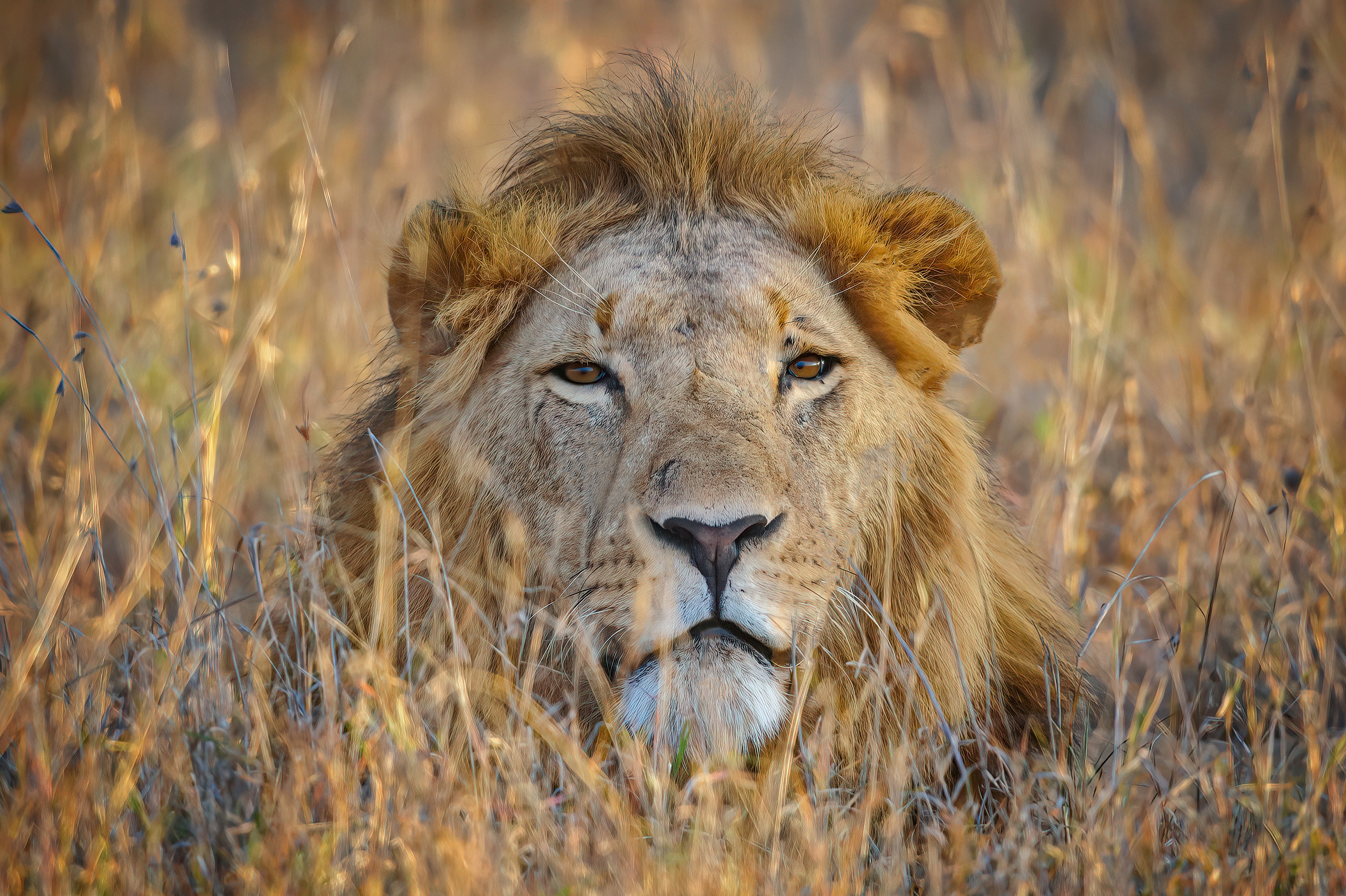 Téléchargez gratuitement l'image Animaux, Chats, Lion sur le bureau de votre PC