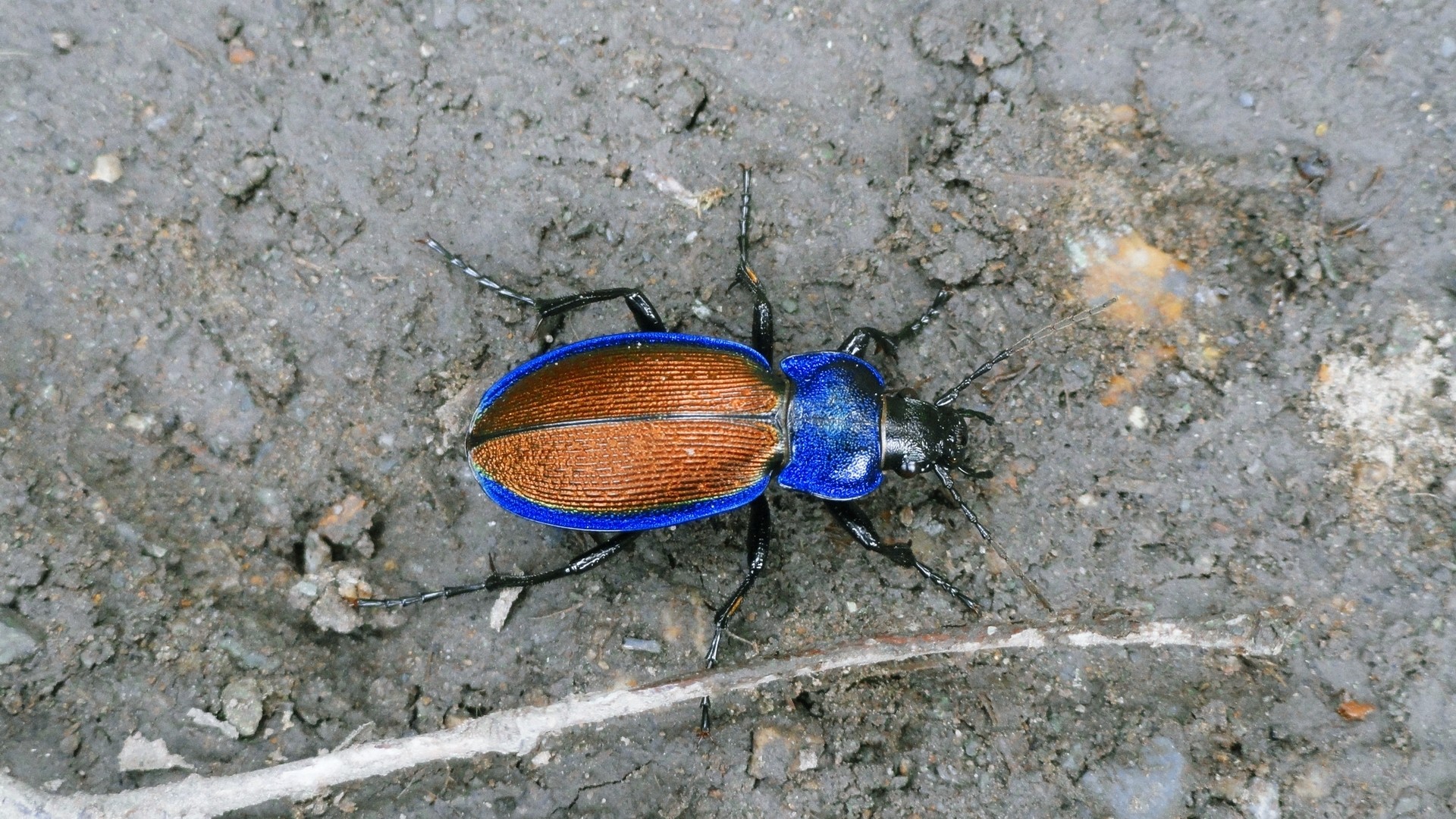 Téléchargez des papiers peints mobile Animaux, Insecte gratuitement.