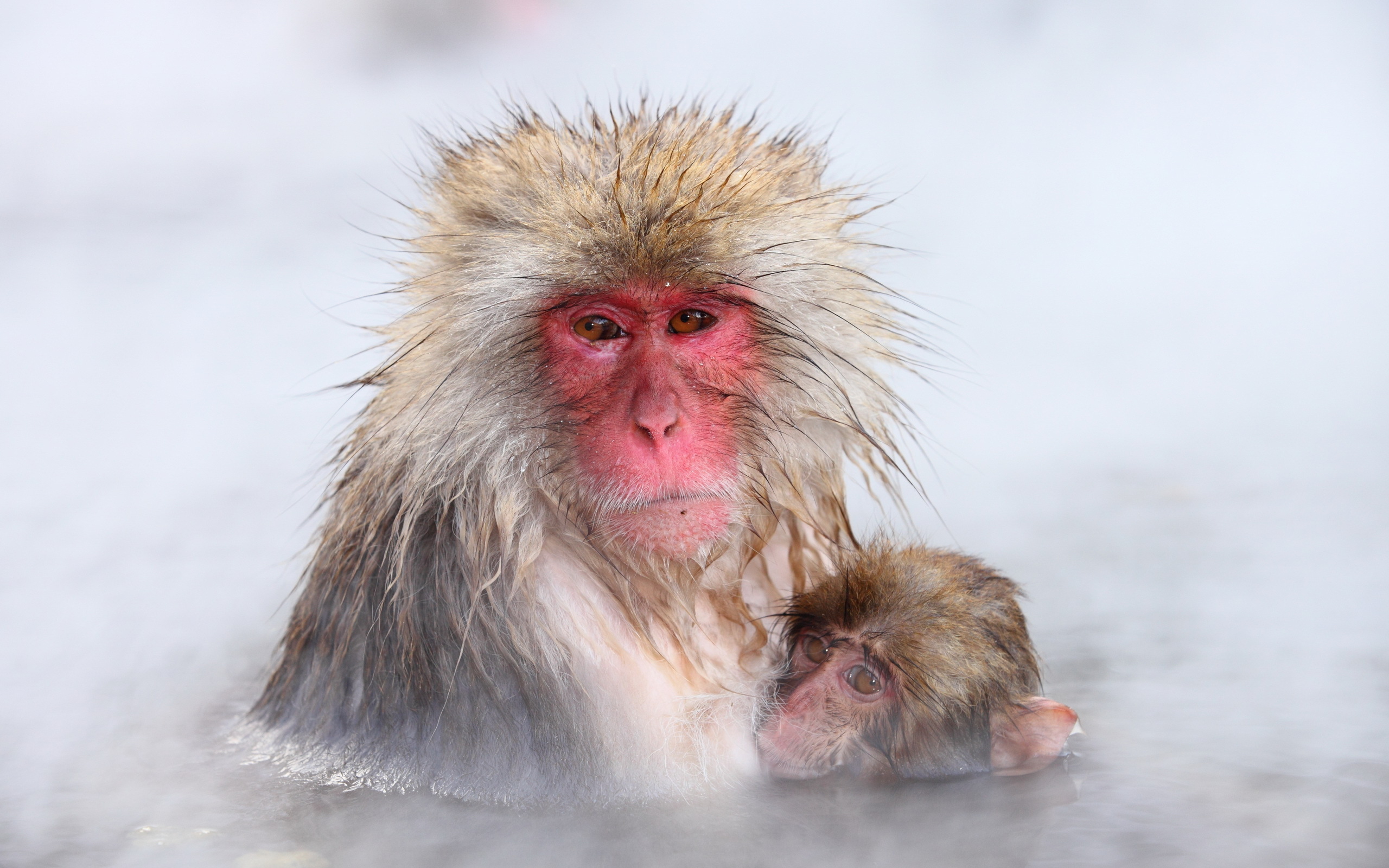 278549 baixar imagens animais, macaco japonês, macacos - papéis de parede e protetores de tela gratuitamente