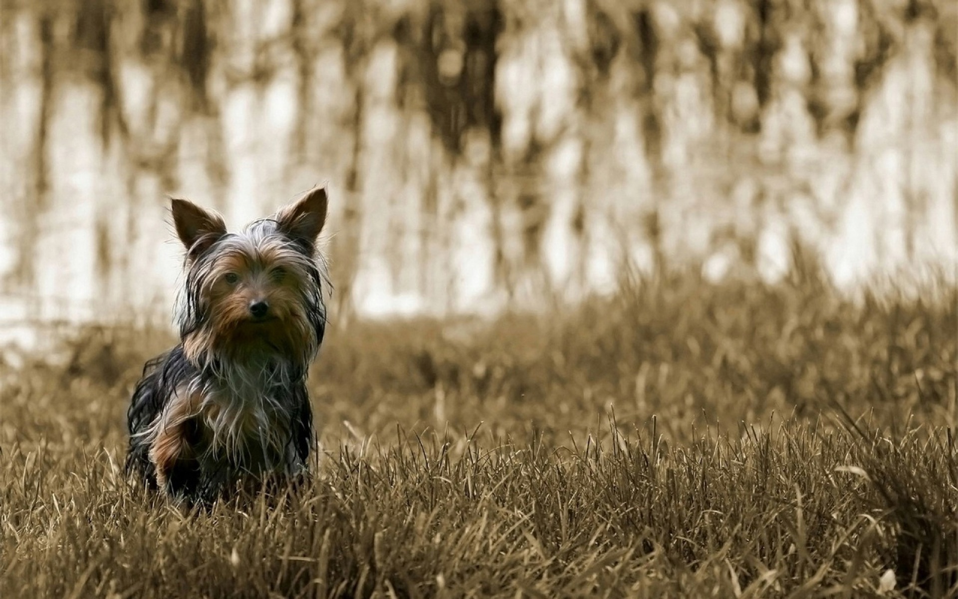 Baixar papel de parede para celular de Animais, Cães, Cão gratuito.