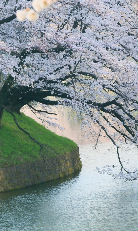 Handy-Wallpaper Sakura, Japan, Frühling, Kirschblüte, Erde/natur, Sakura Blüte, Kirschbaum kostenlos herunterladen.