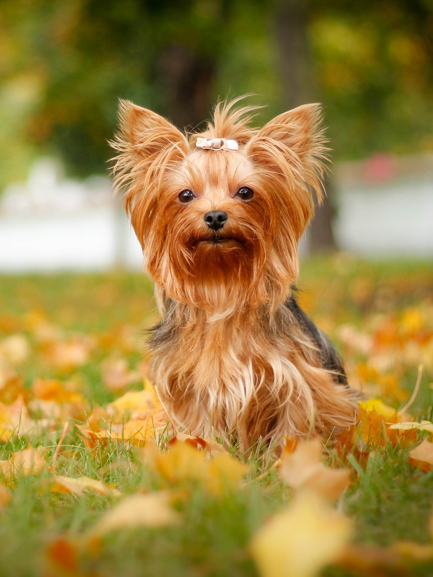 Handy-Wallpaper Tiere, Hunde, Hund, Süß, Yorkshire Terrier kostenlos herunterladen.