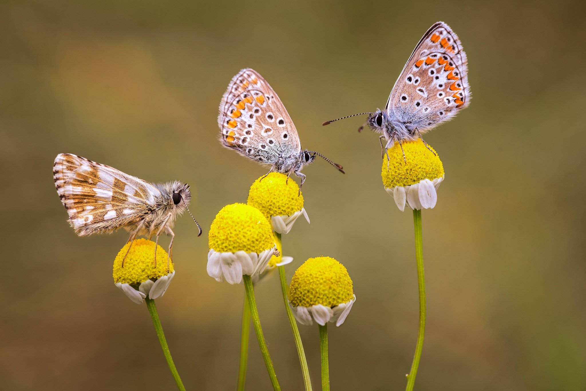 Download mobile wallpaper Flower, Insect, Butterfly, Animal for free.