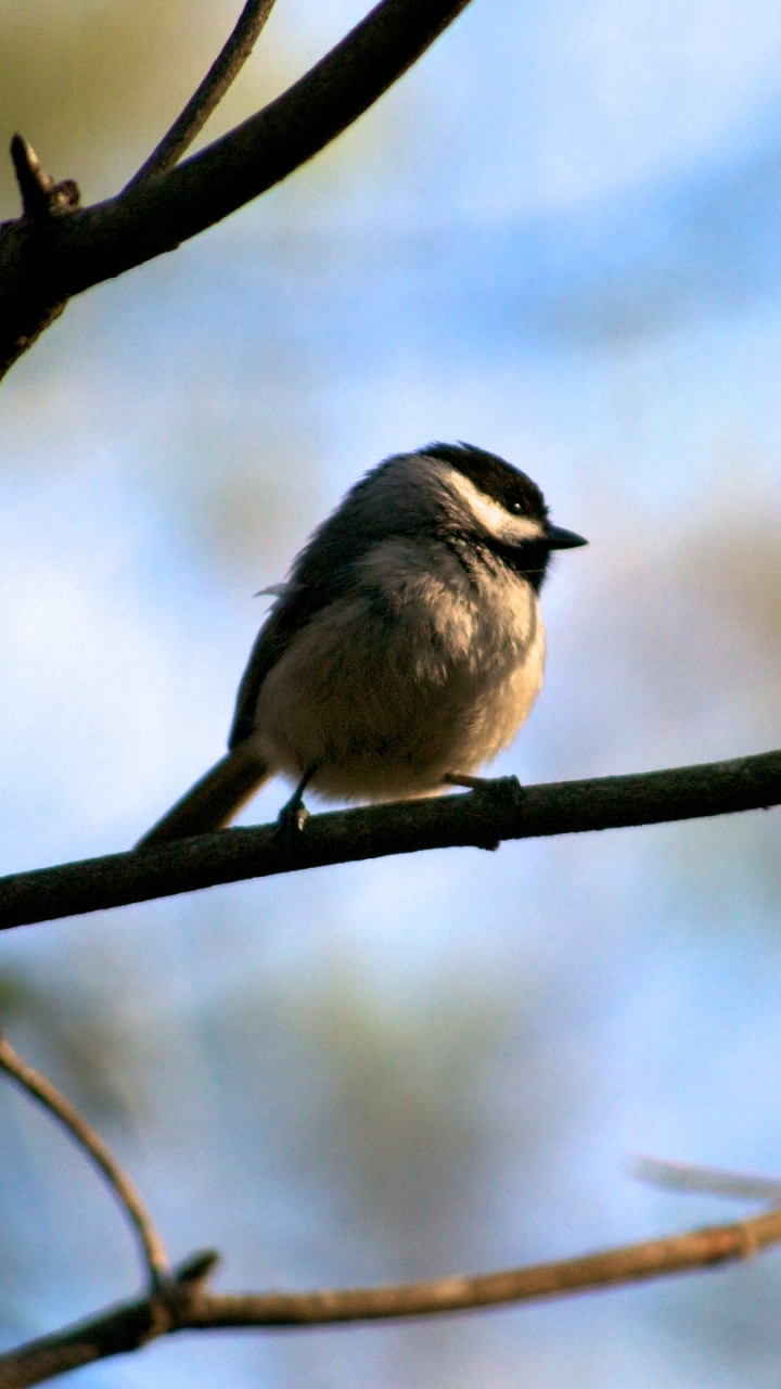 Descarga gratuita de fondo de pantalla para móvil de Animales, Aves, Ave.