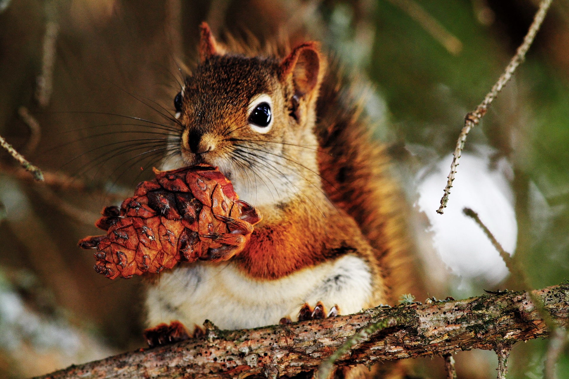 Free download wallpaper Food, Branch, Cone, Bump, Animals, Squirrel on your PC desktop