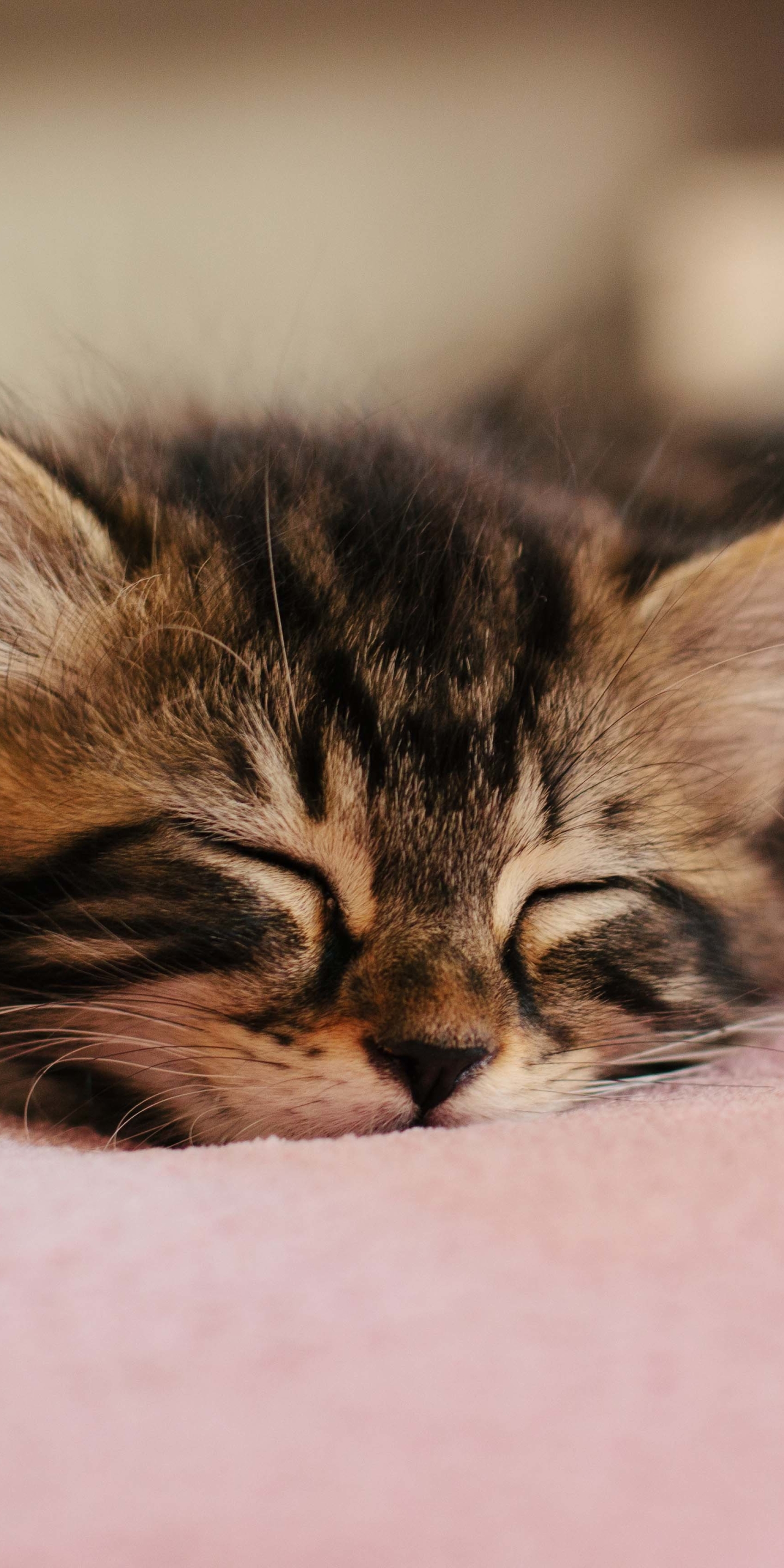 Descarga gratuita de fondo de pantalla para móvil de Animales, Gatos, Gato, Gatito, Dormido, Bebe Animal.