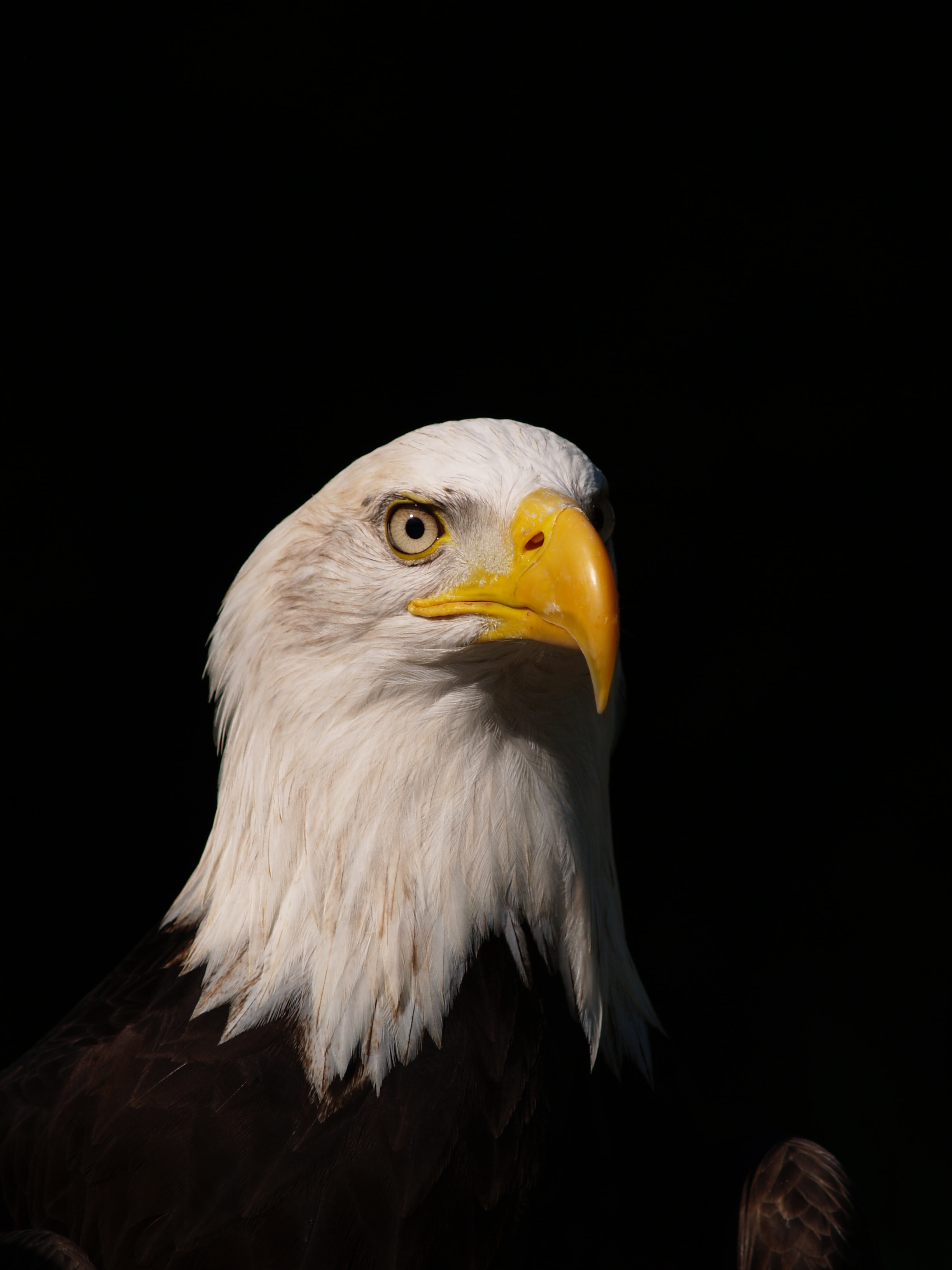 eagle, predator, animals, bird, sight, opinion wallpapers for tablet
