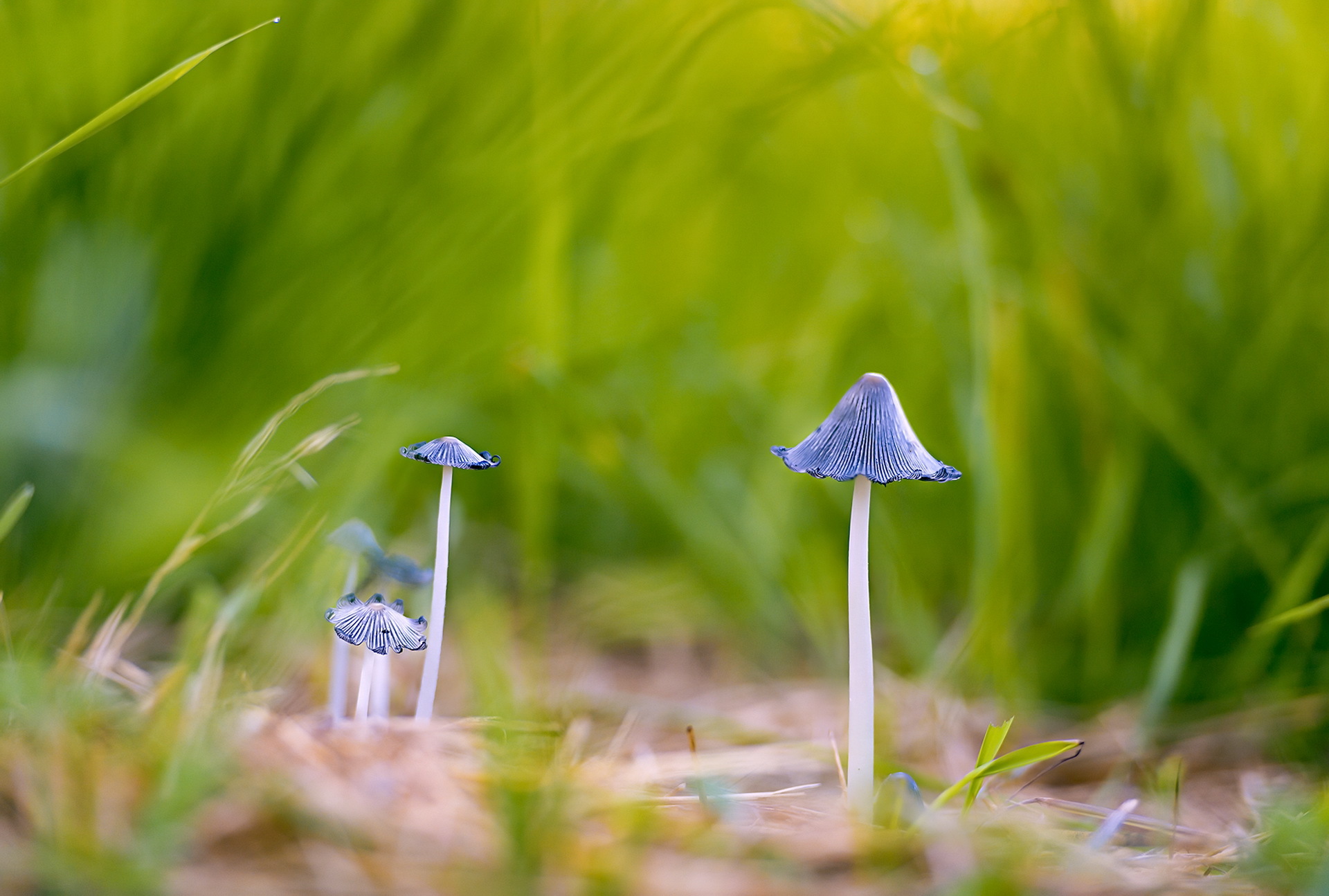 Download mobile wallpaper Nature, Blur, Earth, Mushroom for free.