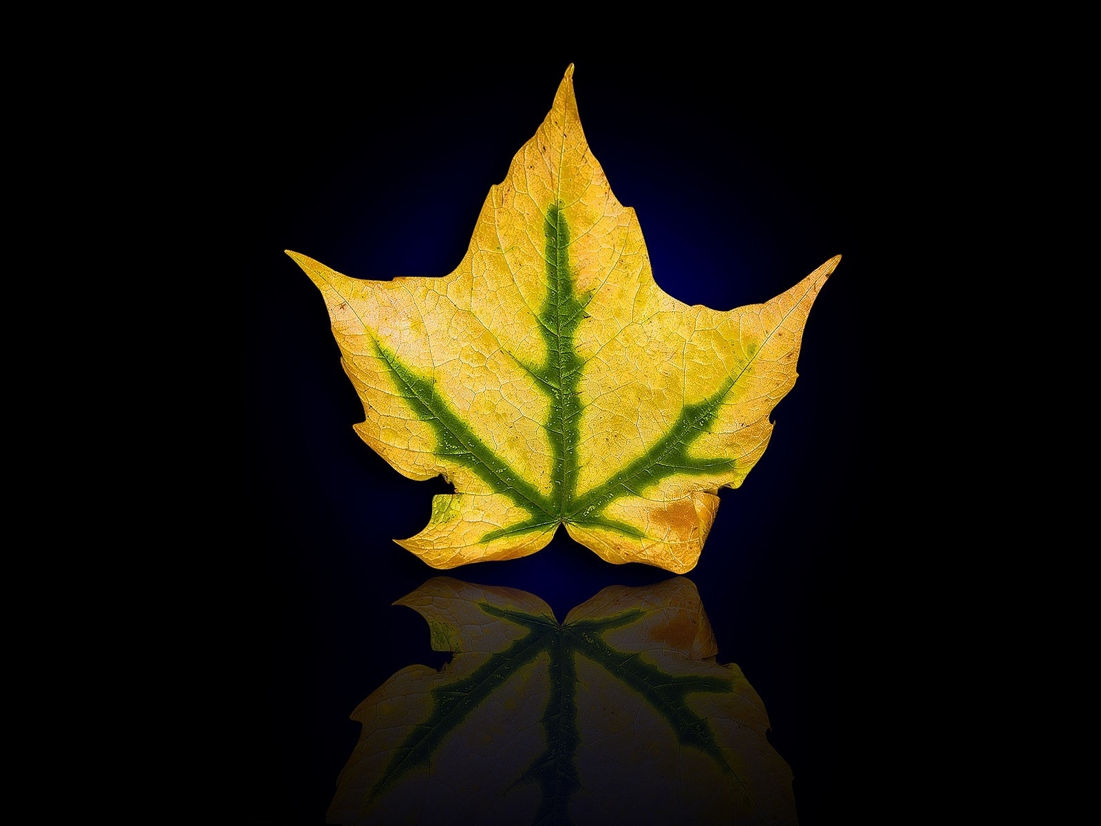 Free download wallpaper Plants, Leaves, Background on your PC desktop