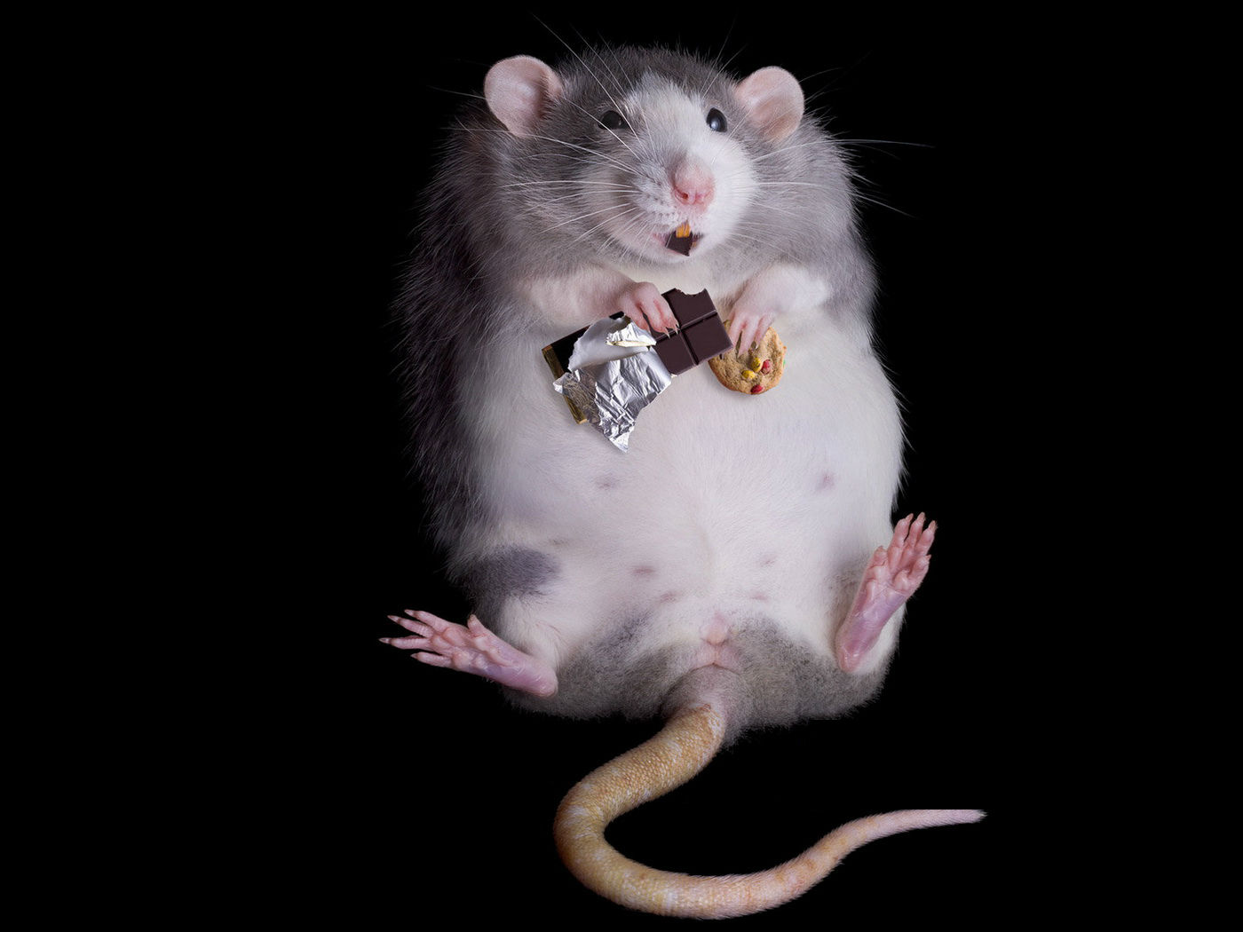 humor, animal, mouse, rat