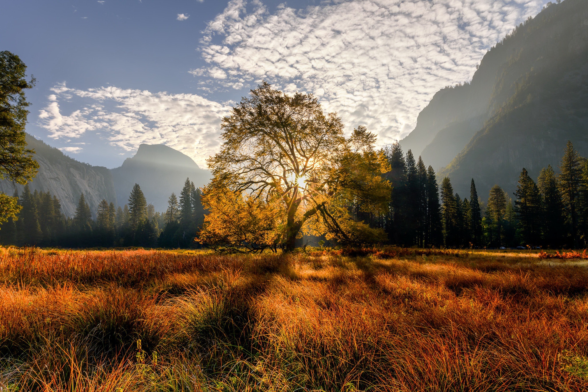 Скачать картинку Пейзаж, Гора, Дерево, Калифорния, Луга, Земля/природа в телефон бесплатно.