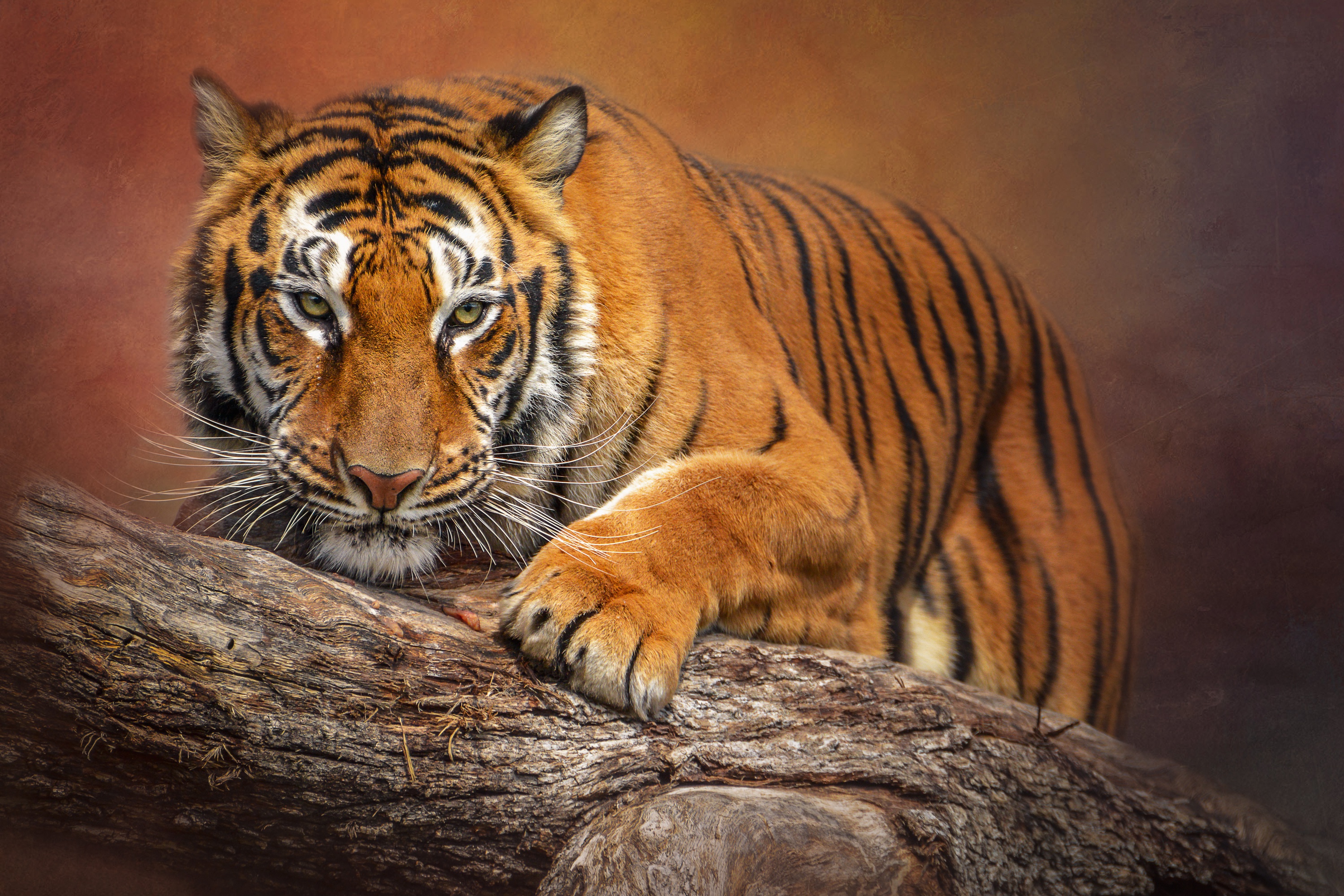 Free download wallpaper Cats, Tiger, Animal on your PC desktop