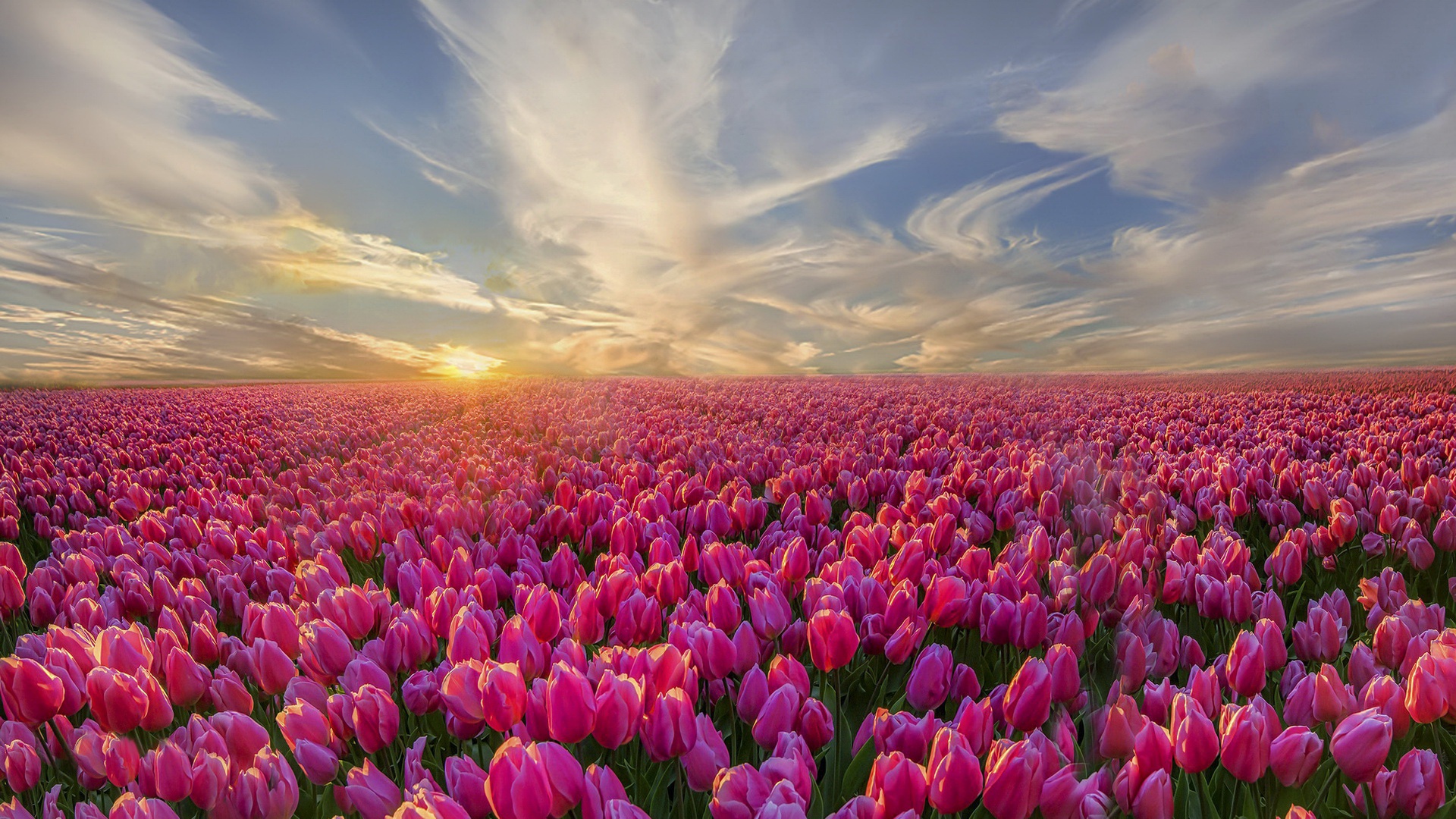 Laden Sie das Landschaft, Natur, Blumen, Horizont, Blume, Feld, Wolke, Tulpe, Erde/natur, Pinke Blume-Bild kostenlos auf Ihren PC-Desktop herunter