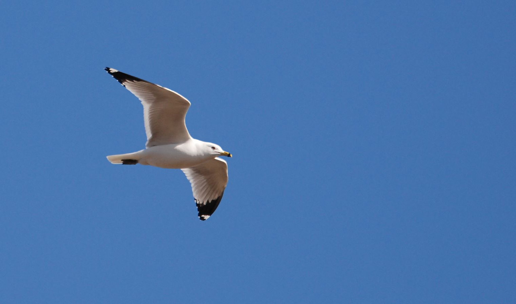 Baixar papel de parede para celular de Animais, Aves, Pássaro gratuito.