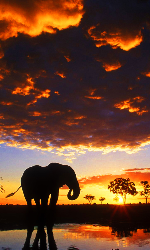 Скачать картинку Животные, Слоны, Африканский Слон в телефон бесплатно.