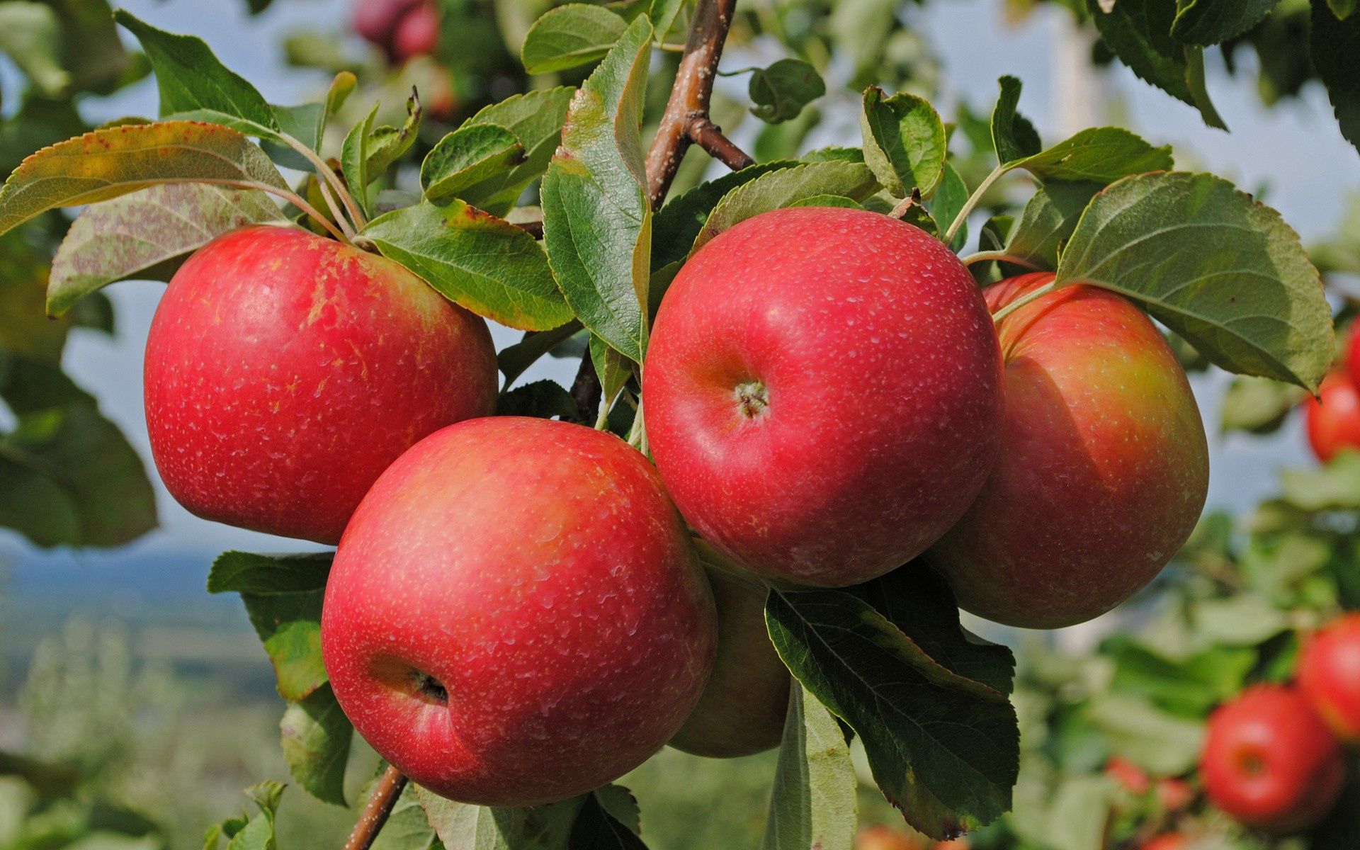 apples, food, branch, ripe HD wallpaper