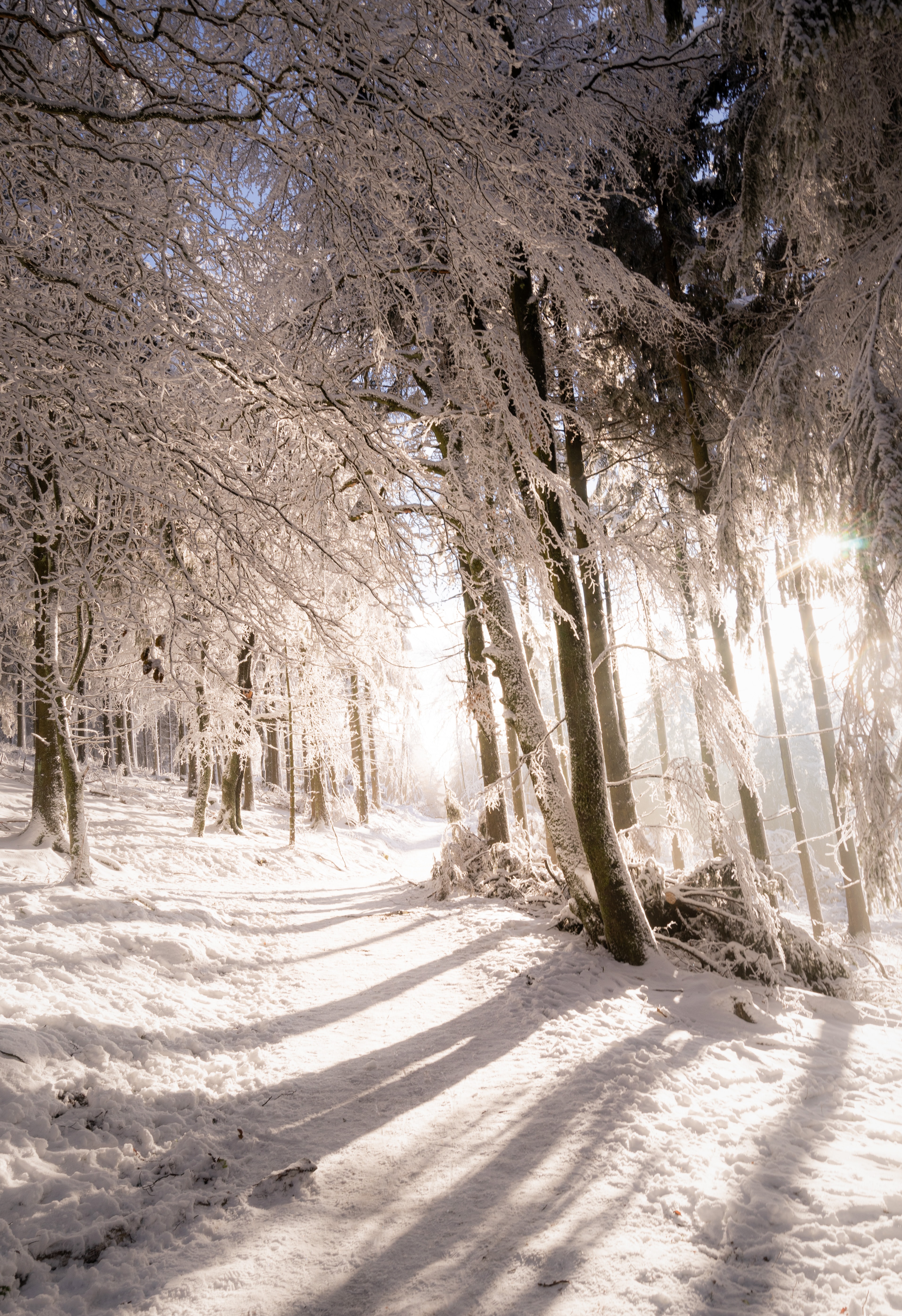Handy-Wallpaper Natur, Bäume, Schnee, Scheinen, Pfad, Winter, Licht kostenlos herunterladen.