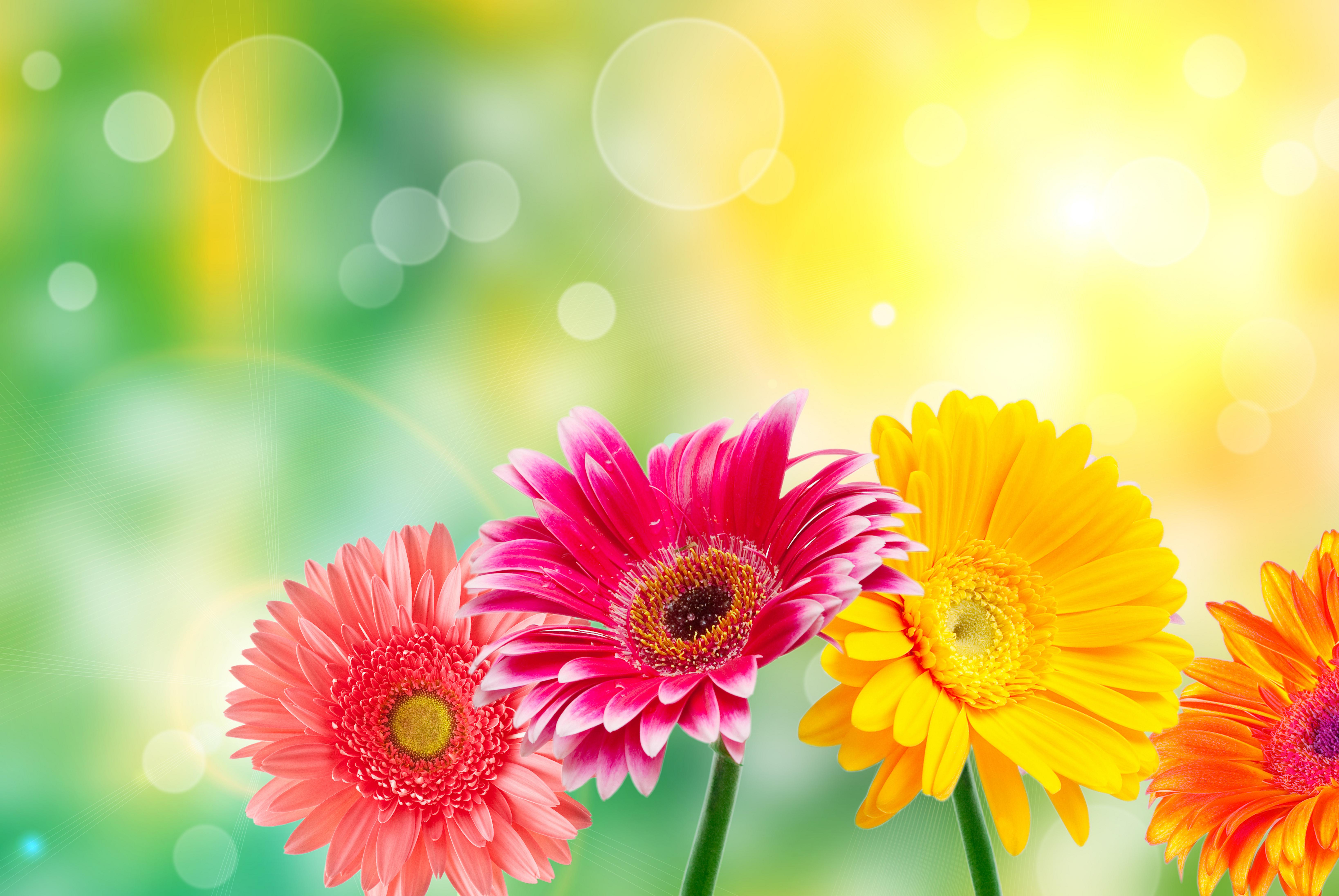 Handy-Wallpaper Gerbera, Blume, Farben, Bunt, Gelbe Blume, Lila Blume, Rote Blume, Menschengemacht kostenlos herunterladen.
