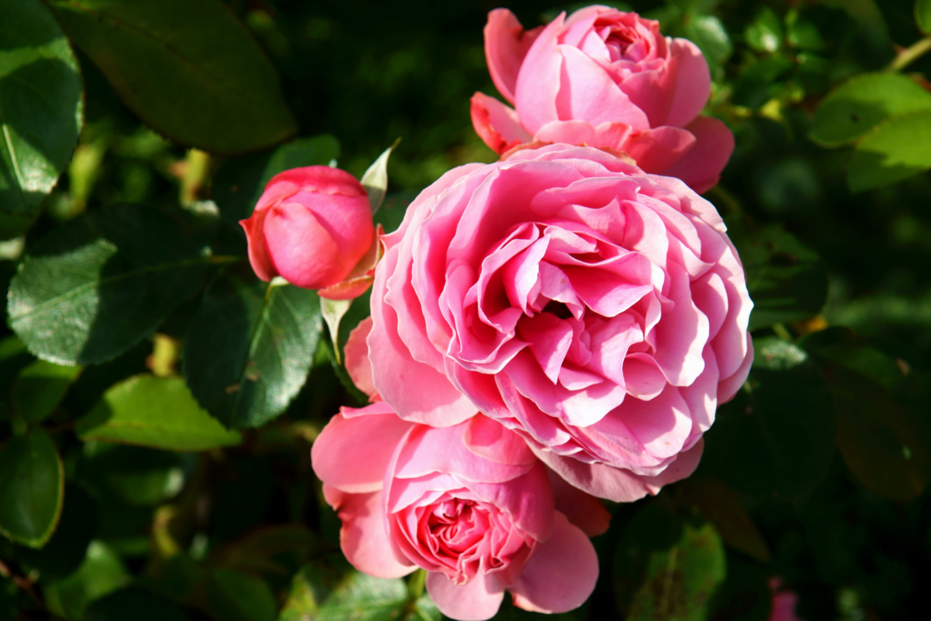 Descarga gratuita de fondo de pantalla para móvil de Flores, Flor, Tierra/naturaleza.