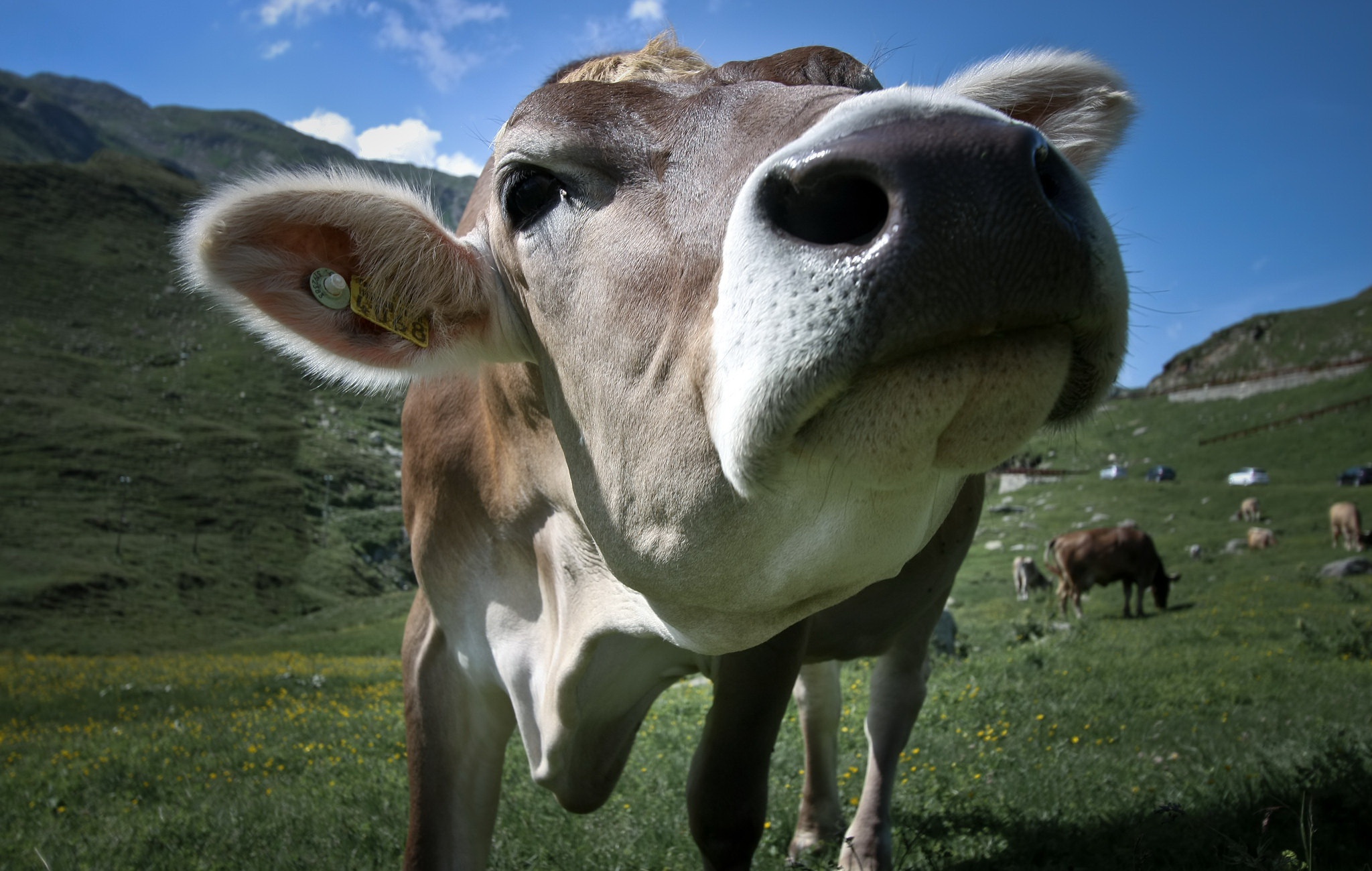 Free download wallpaper Animal, Cow on your PC desktop