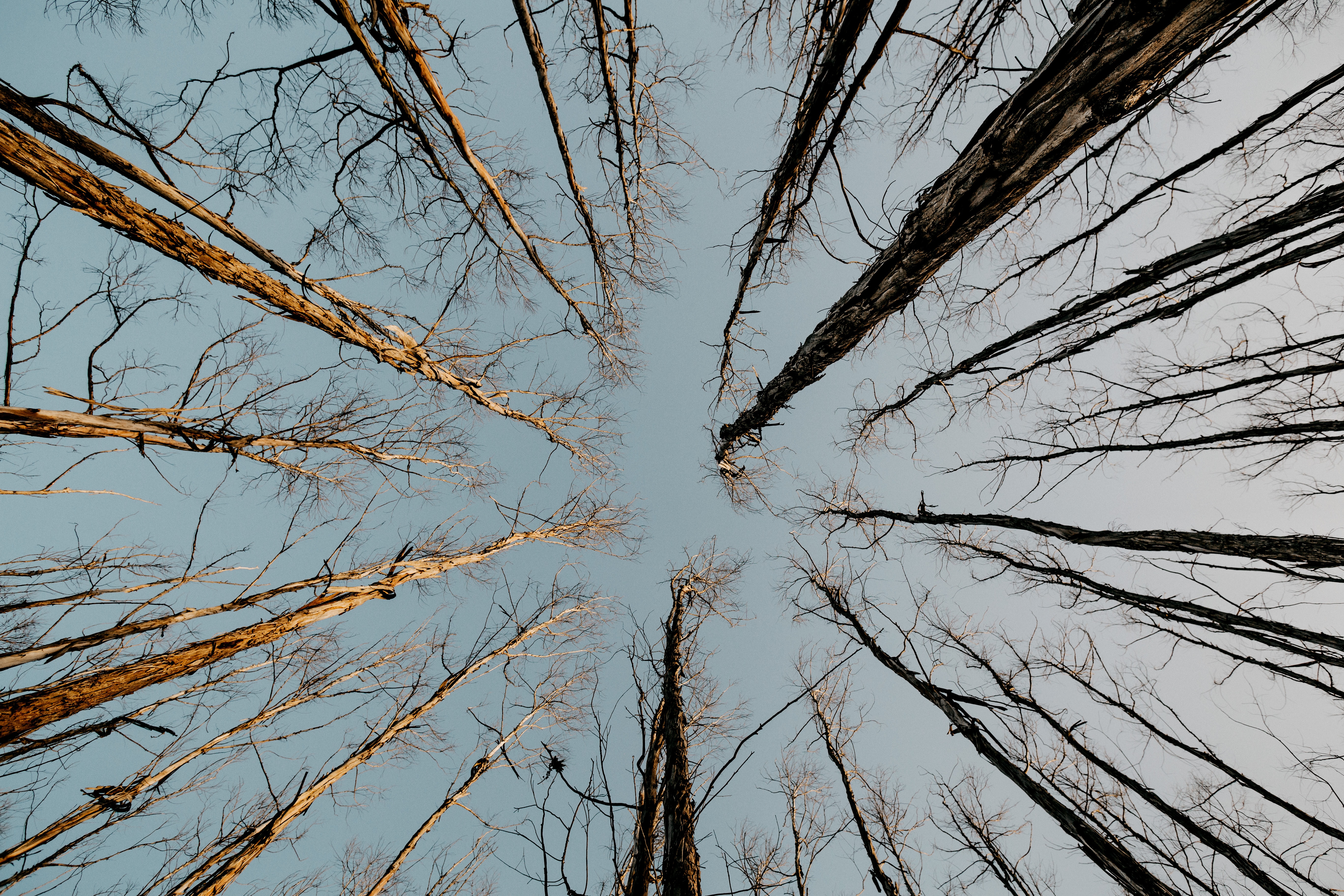 Free download wallpaper Trees, Sky, Top, Tops, Bottom View, Nature on your PC desktop