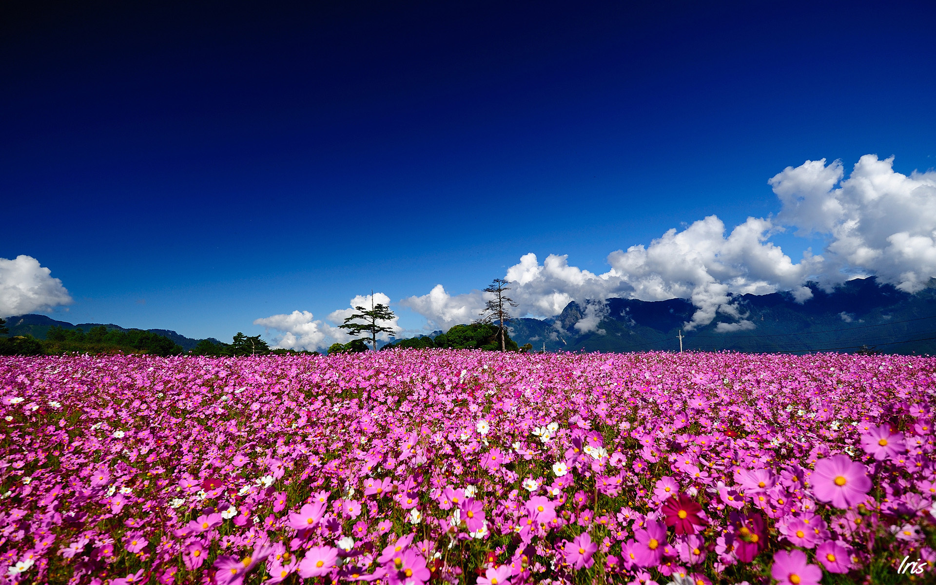 Free download wallpaper Landscape, Flowers, Sky, Mountain, Flower, Earth, Field, Cloud, Scenic on your PC desktop