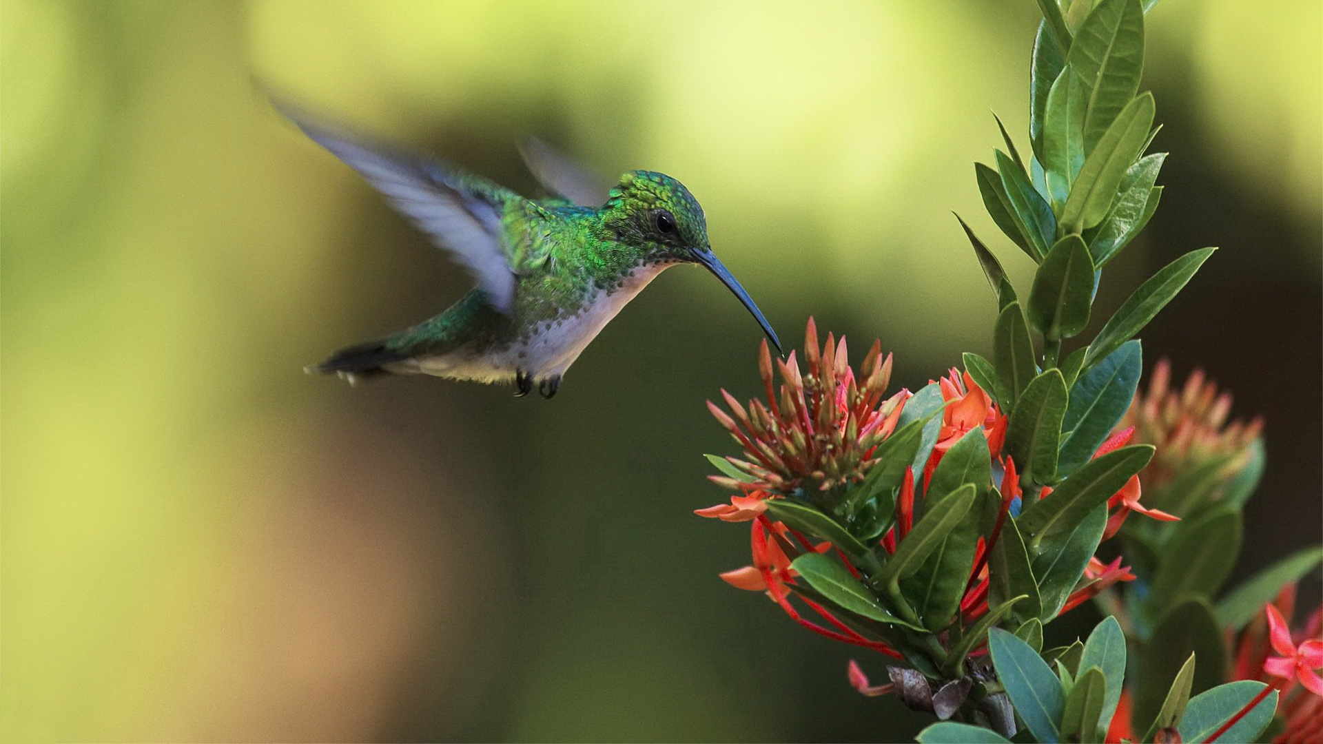 Téléchargez des papiers peints mobile Animaux, Colibri gratuitement.