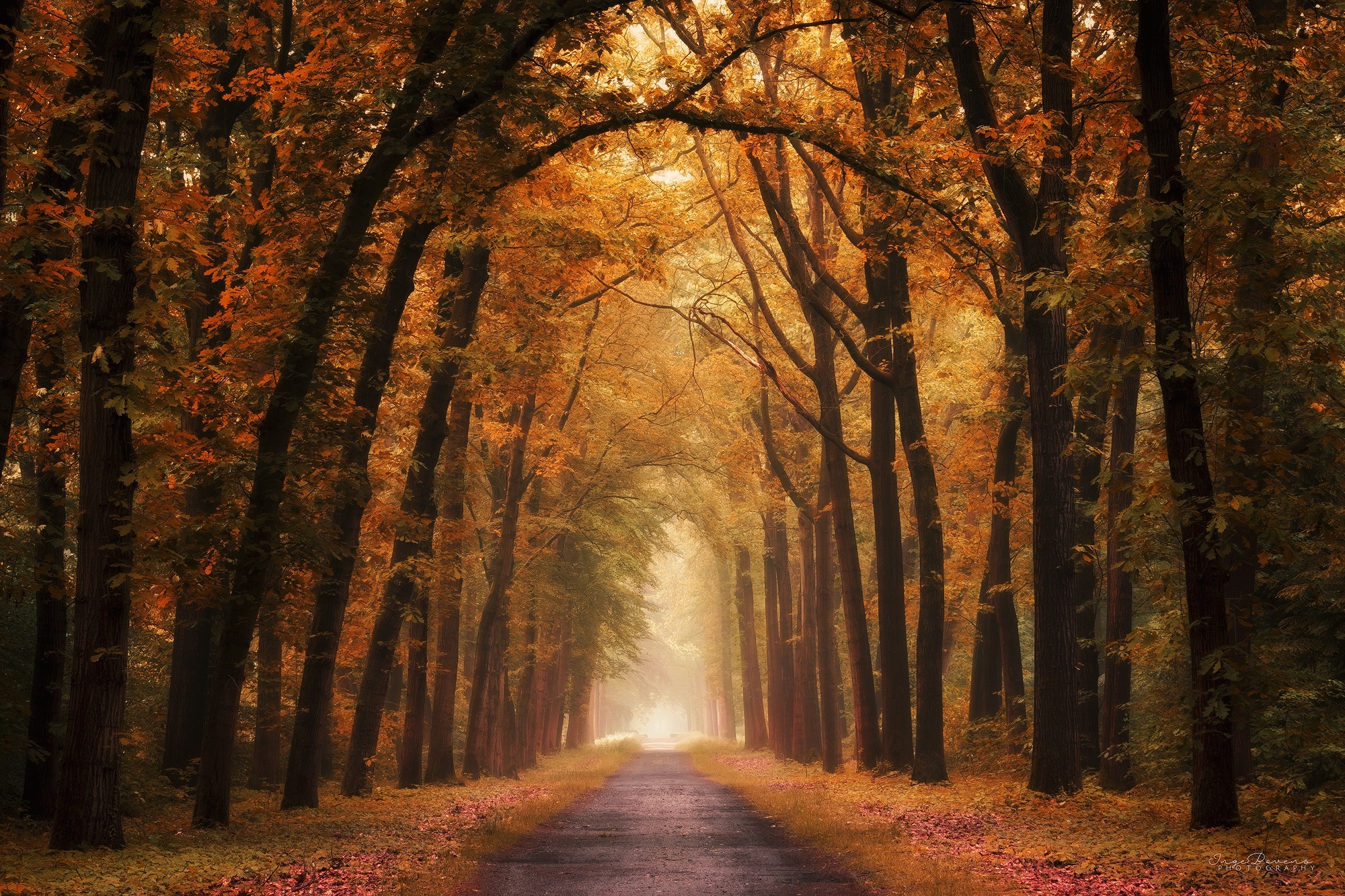 Download mobile wallpaper Nature, Forest, Tree, Fall, Path, Man Made for free.