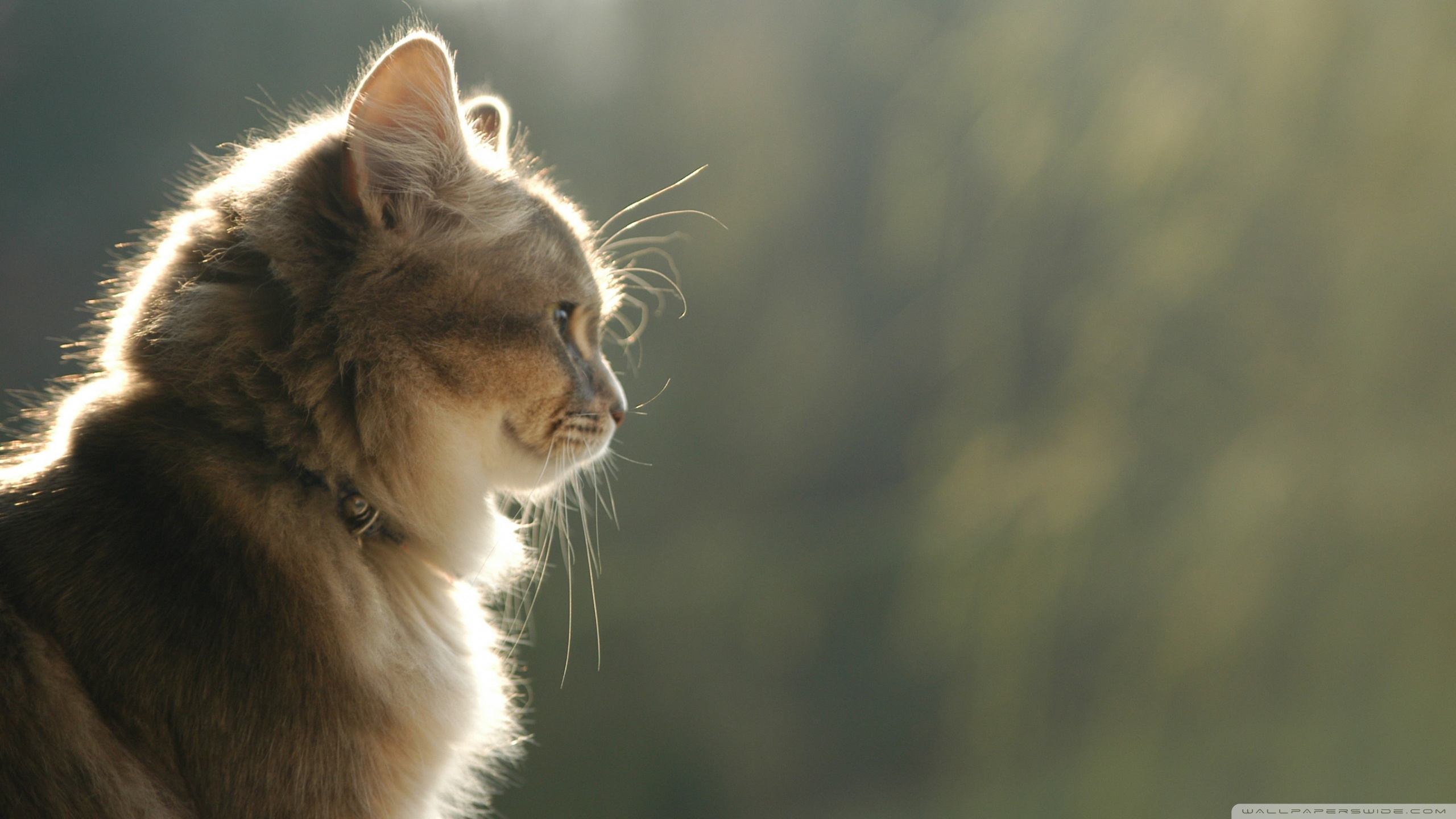 Baixe gratuitamente a imagem Animais, Gatos, Gato na área de trabalho do seu PC