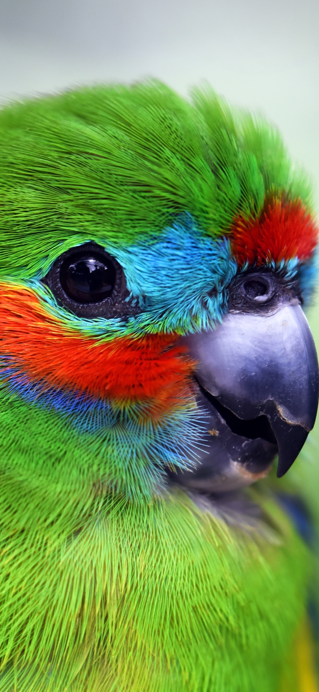 Download mobile wallpaper Birds, Bird, Close Up, Animal, Parrot for free.