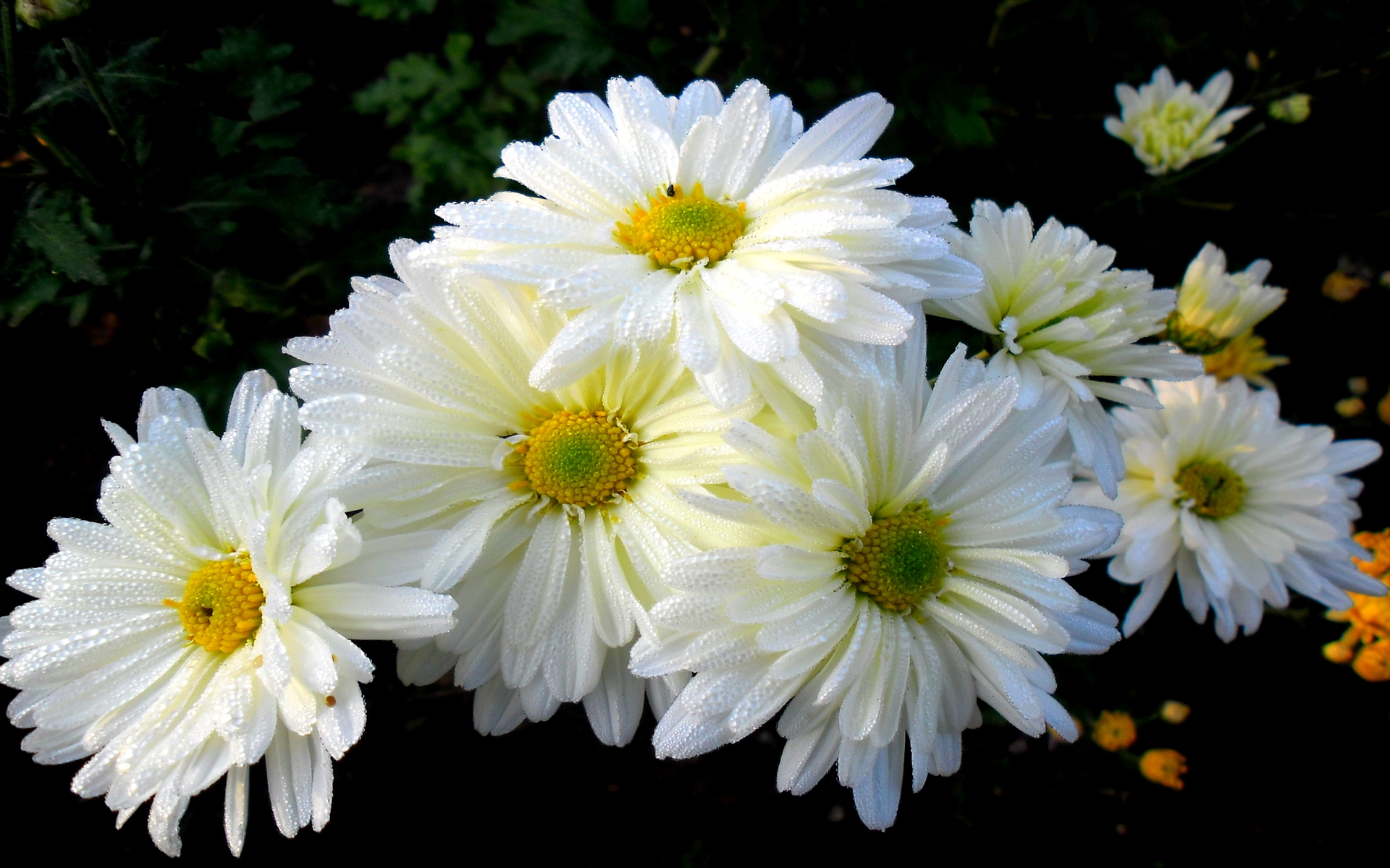 earth, chrysanthemum, flower, white flower, flowers