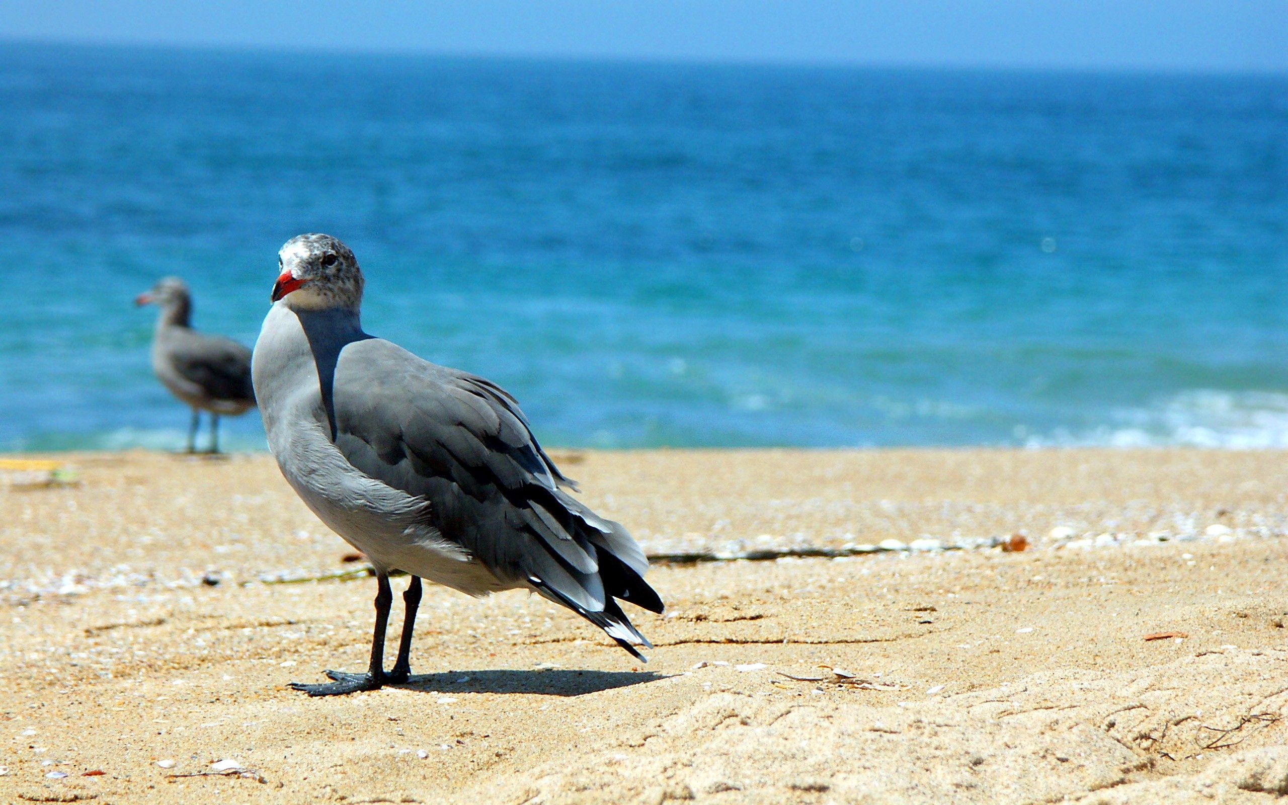 Laden Sie das Sand, Ufer, Bank, Sea, Vogel, Tiere-Bild kostenlos auf Ihren PC-Desktop herunter