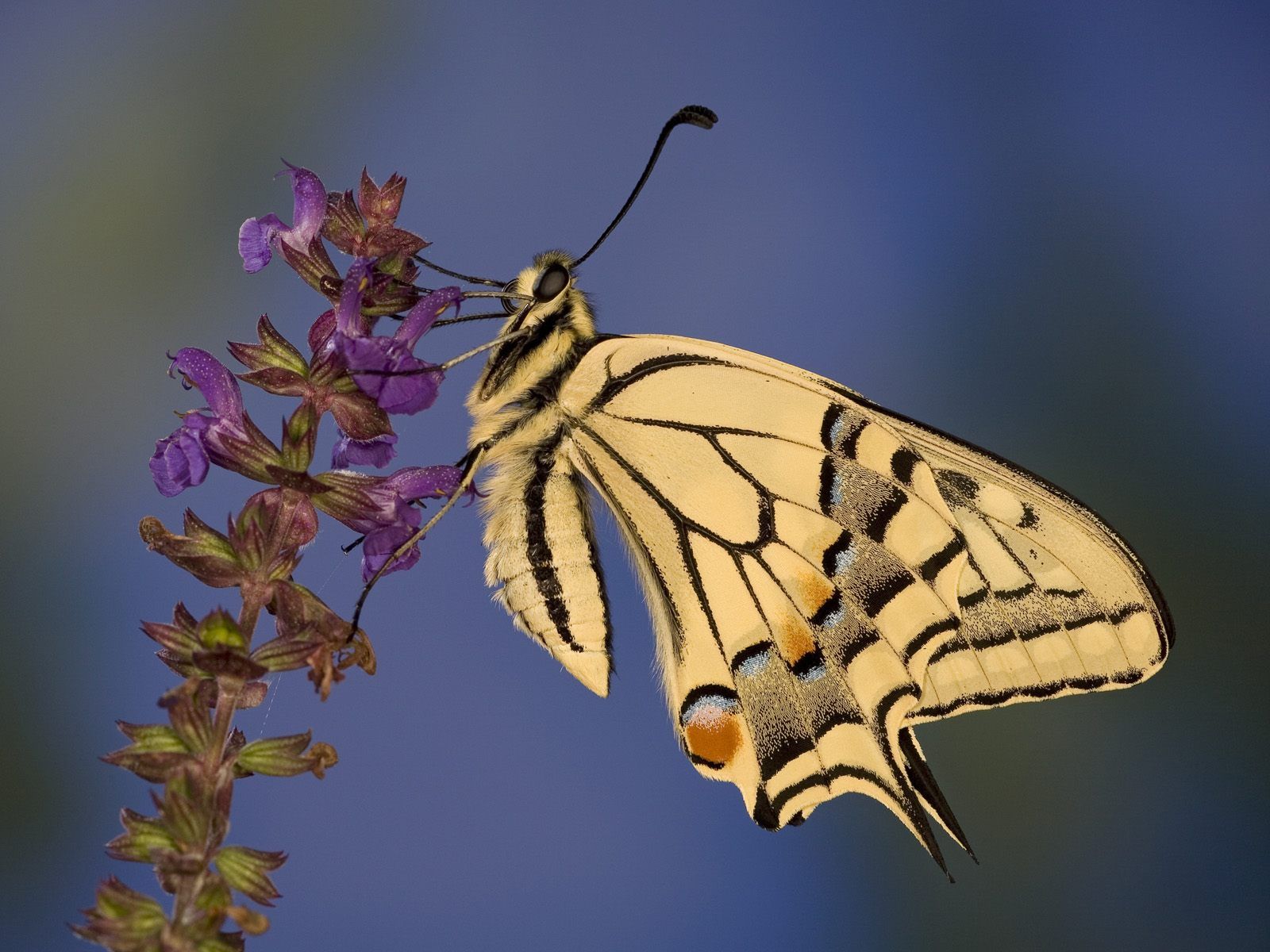 Téléchargez des papiers peints mobile Insecte, Papillon, Animaux gratuitement.