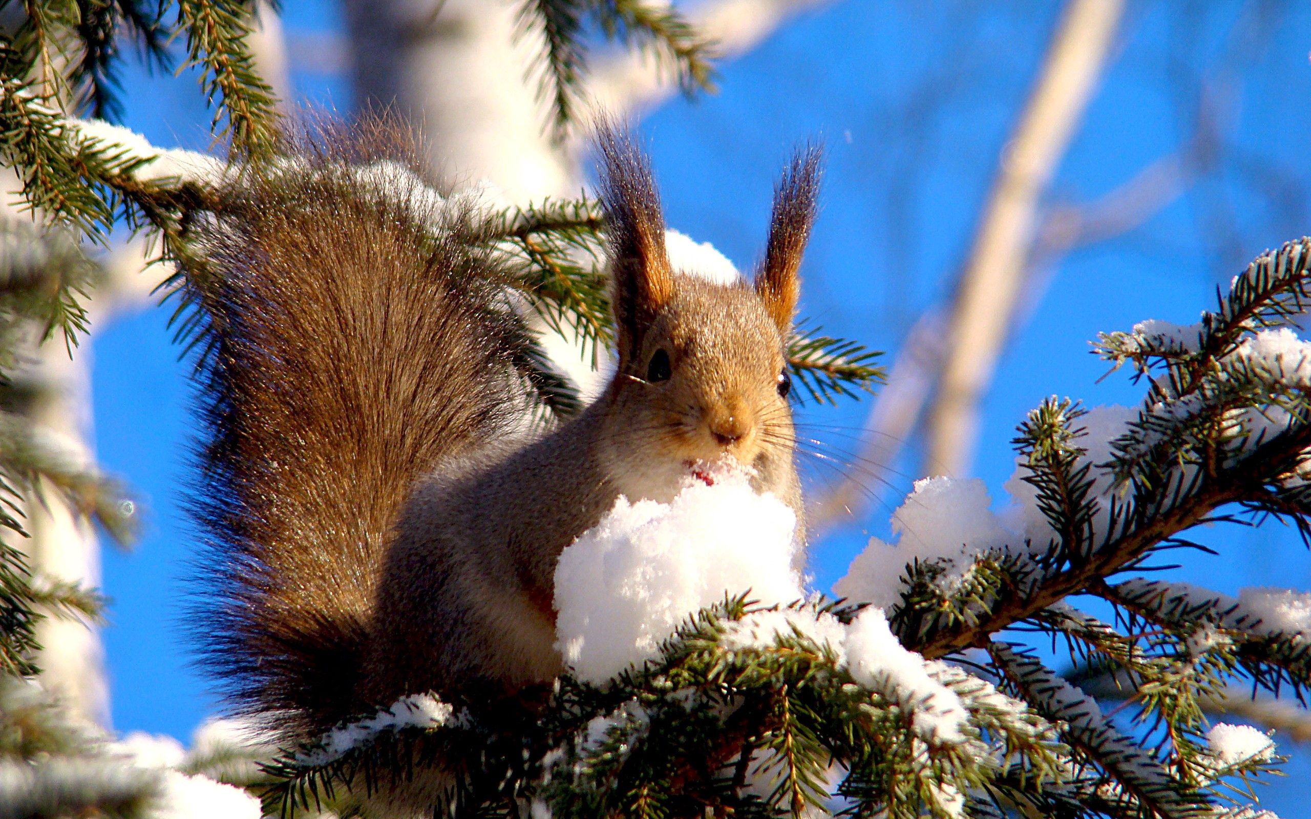 Download mobile wallpaper Snow, Branches, Animals, Pine, Animal, Squirrel for free.