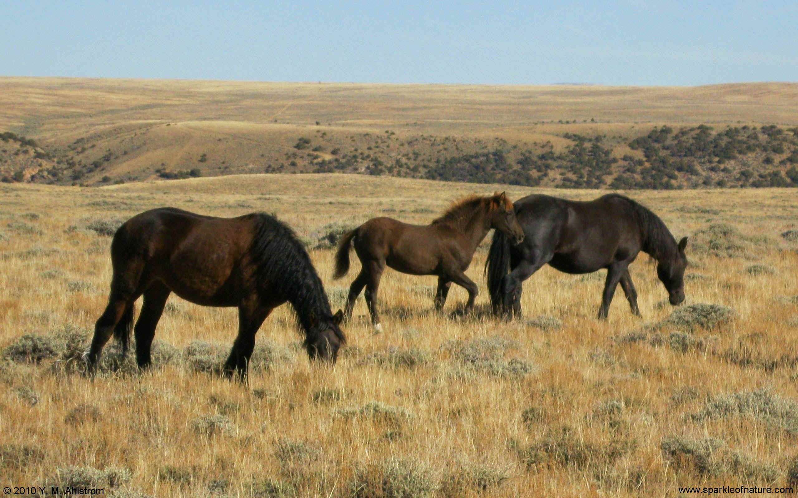 Téléchargez des papiers peints mobile Cheval, Animaux gratuitement.