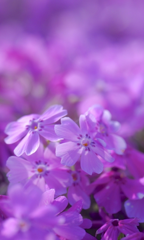 Descarga gratuita de fondo de pantalla para móvil de Flores, Flor, Tierra/naturaleza.