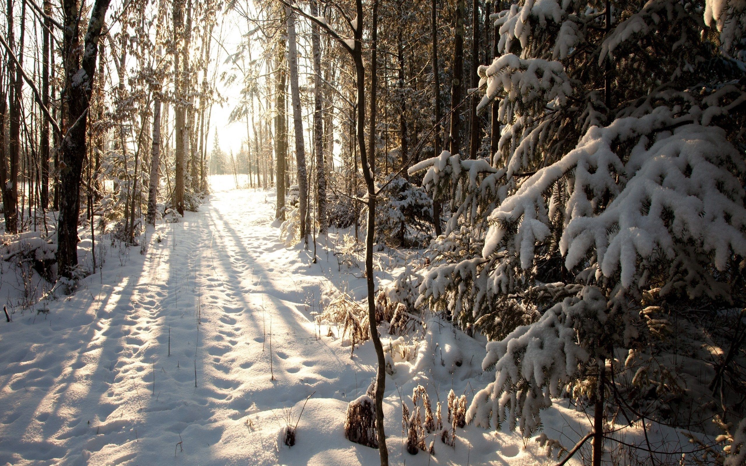 Baixar papel de parede para celular de Natureza, Inverno, Neve, Floresta gratuito.