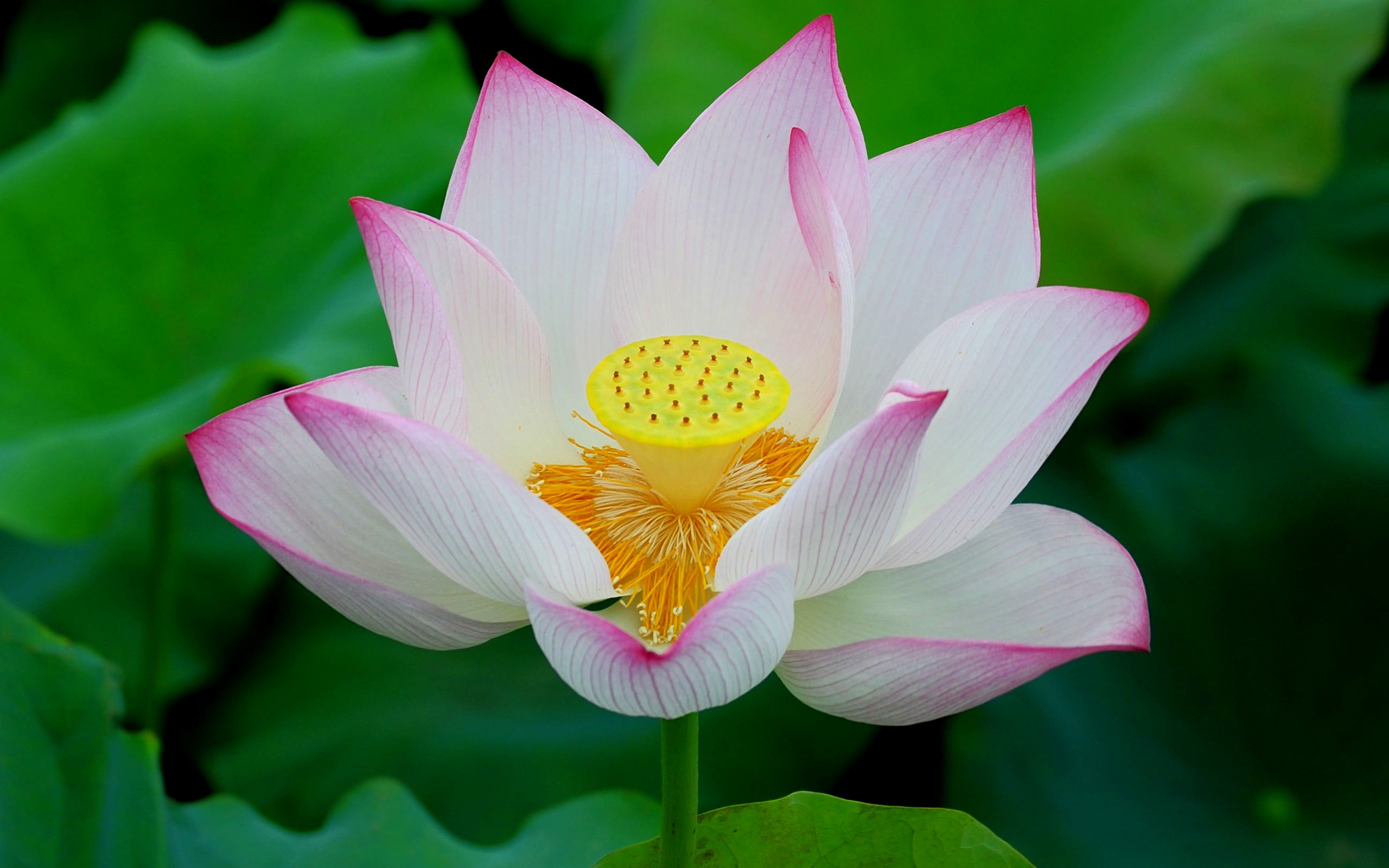 Free download wallpaper Flowers, Lotus, Flower, Earth on your PC desktop
