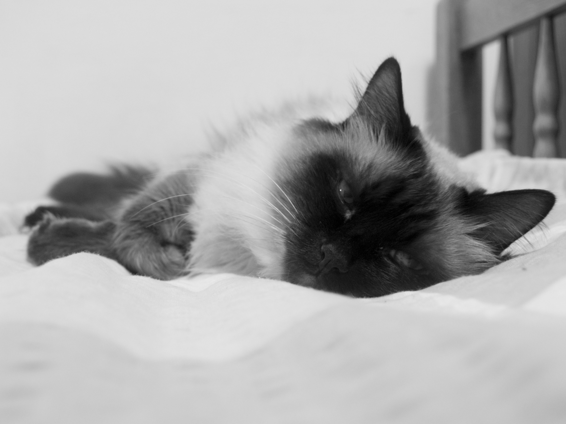 Laden Sie das Tiere, Katzen, Katze, Flauschige, Schlafen-Bild kostenlos auf Ihren PC-Desktop herunter